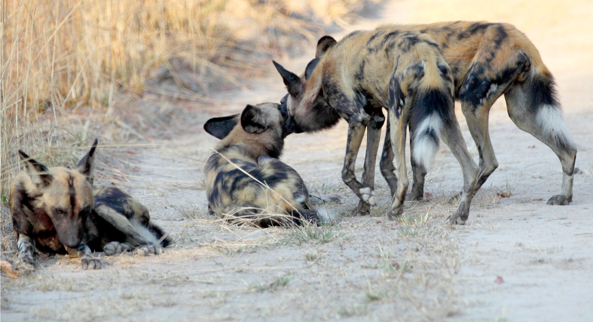 Wild Dogs Have Better Lives; Domesticating Dogs was a Mistake ...
