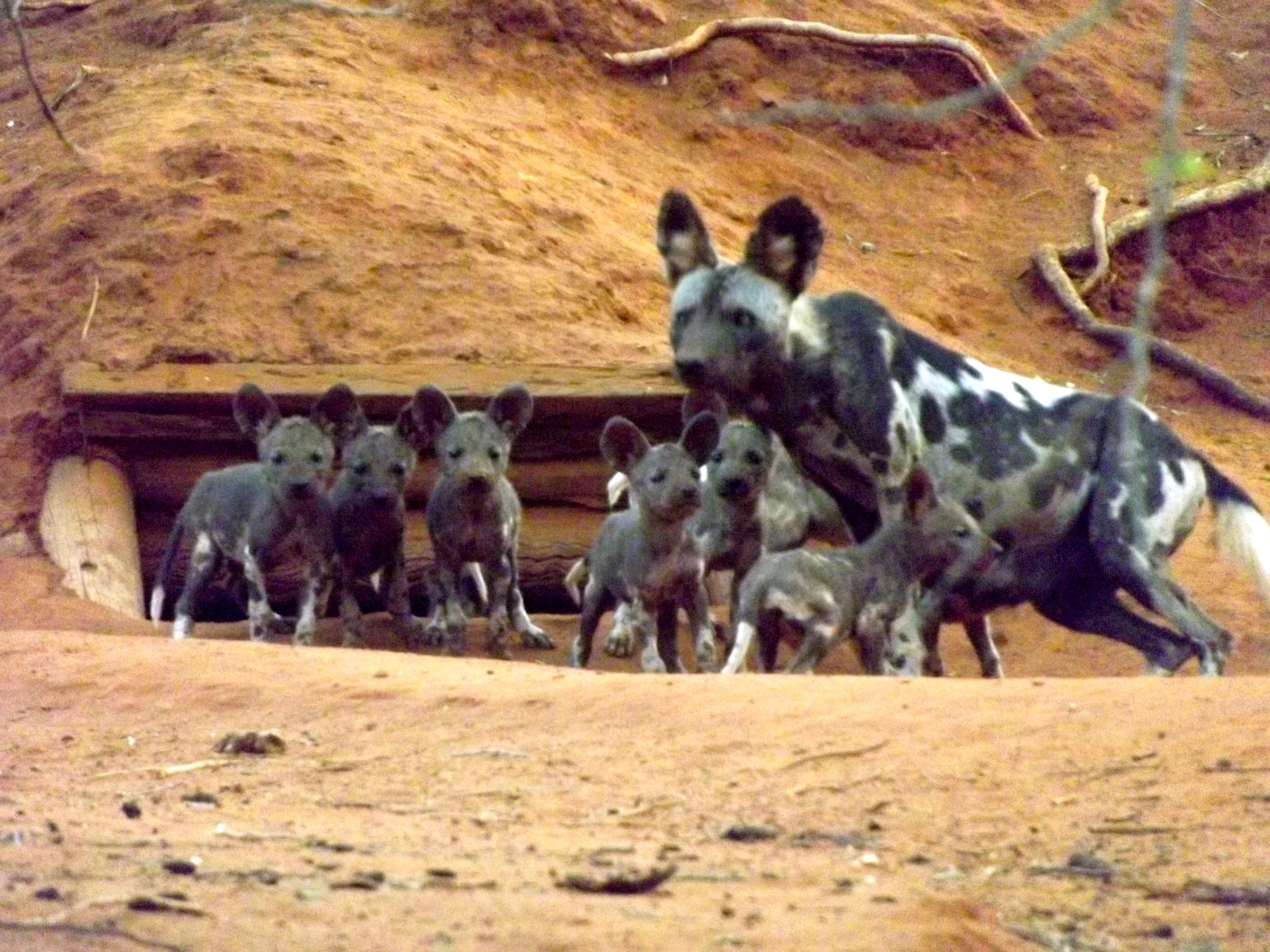 IWCT - African Wild Dogs