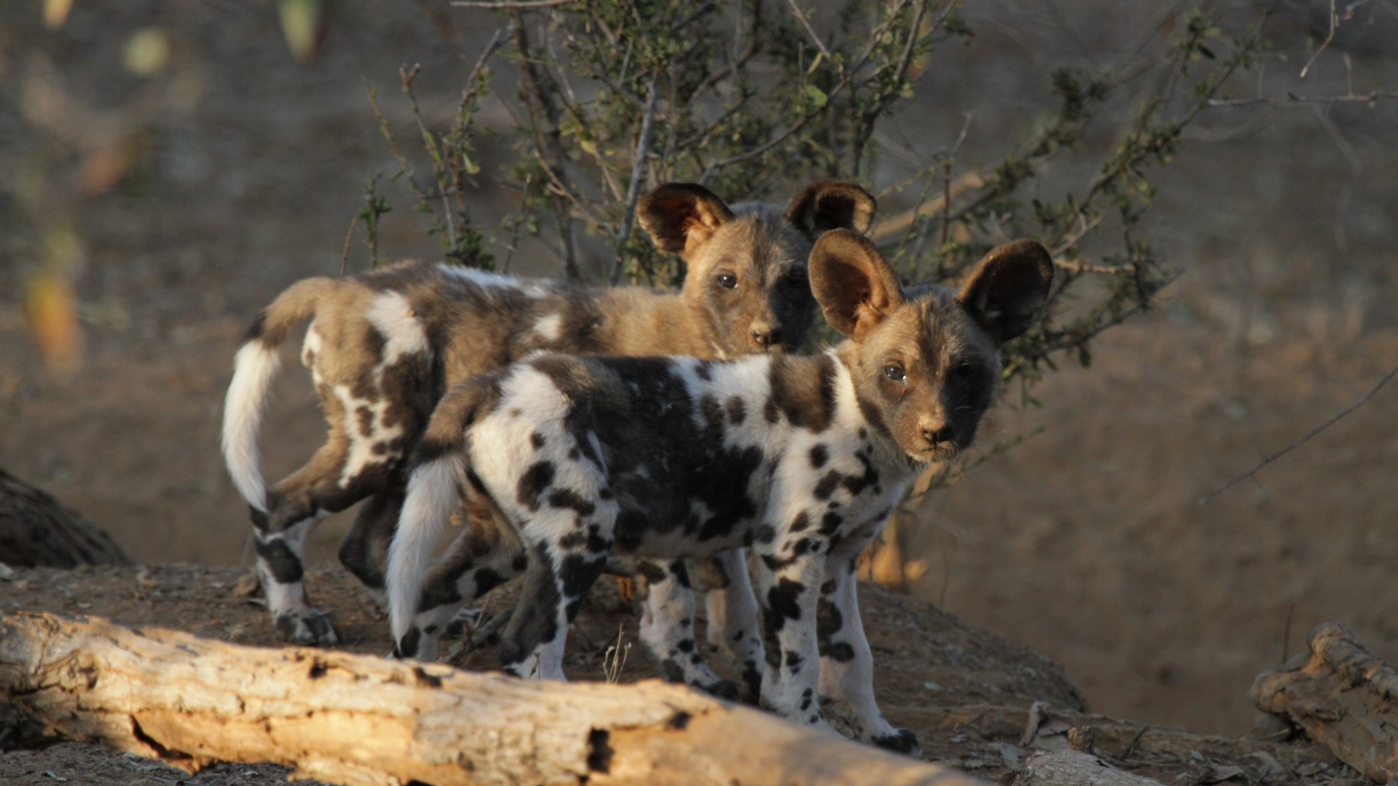 Hot dogs: Is climate change impacting populations of African wild ...