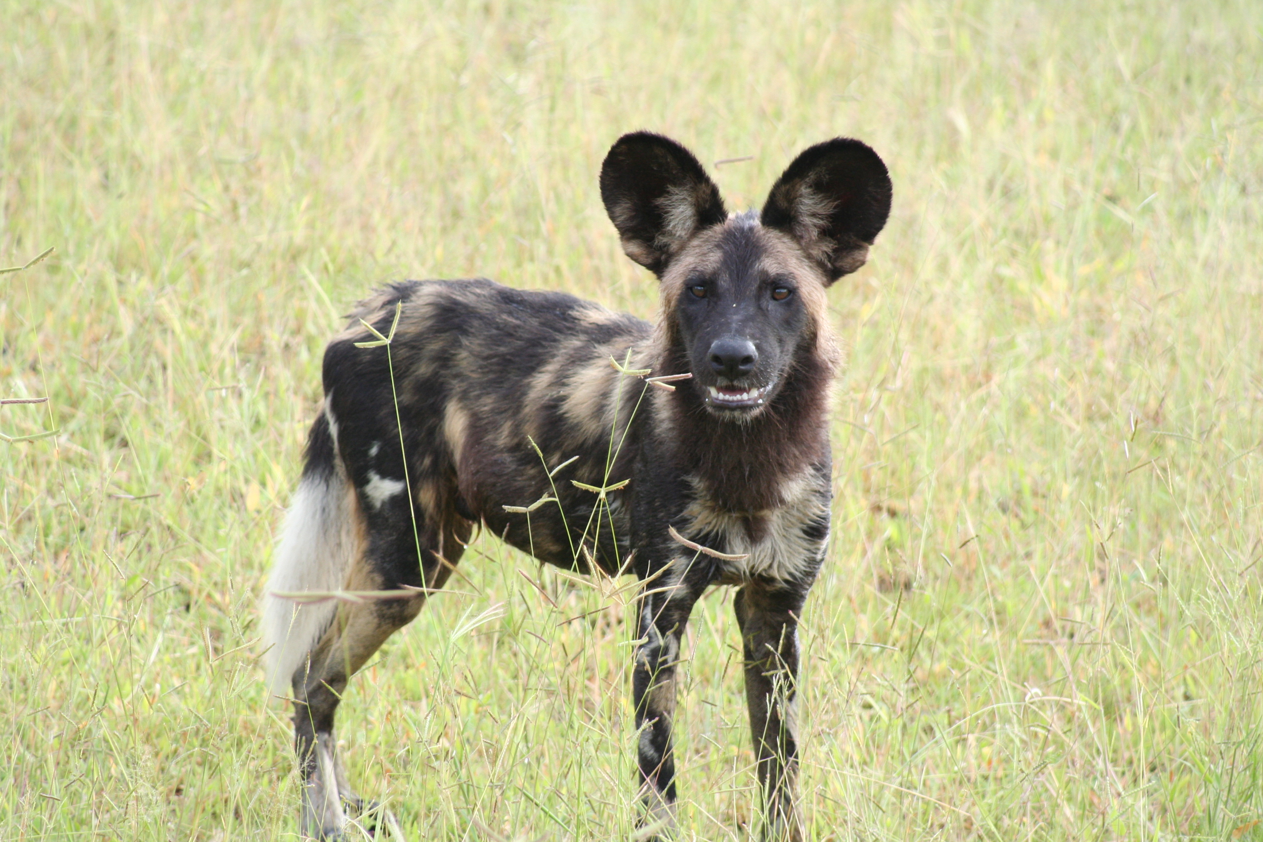 African Wild Dog Conservation Malawi