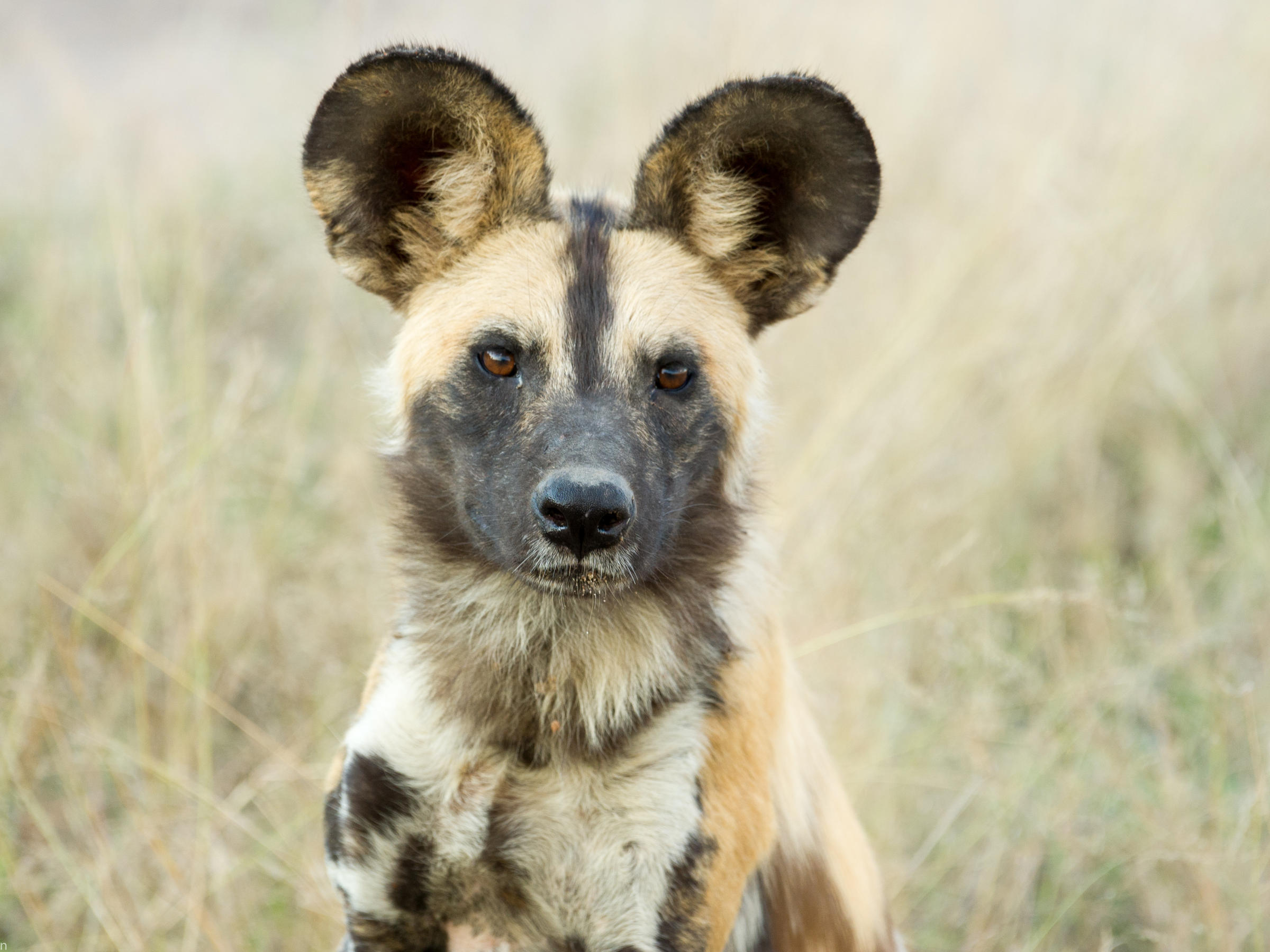 Democracy By Sneeze: When Wild Dogs Must Decide, They Vote With ...
