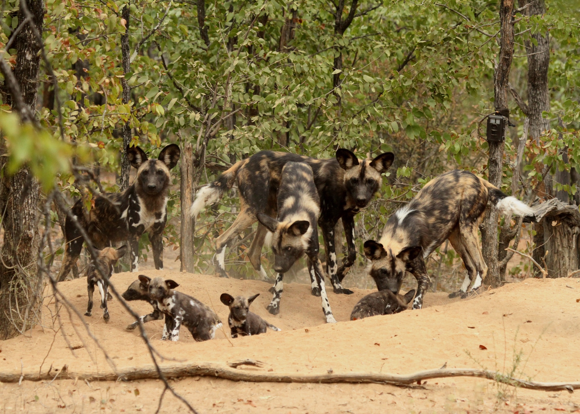 Climate change is increasing the mortality rate of African wild dog pups