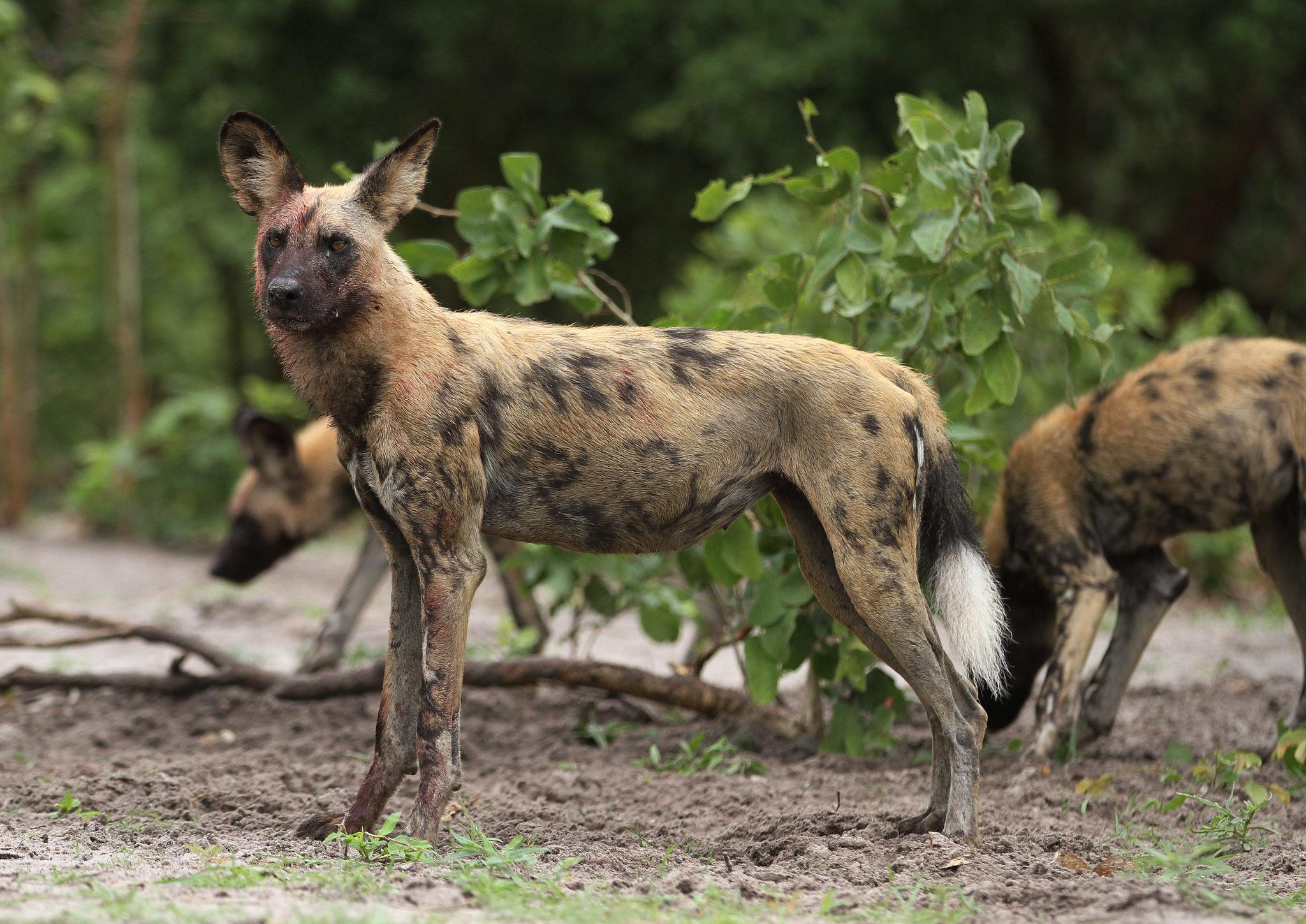 Picture 8 of 9 - African Wild Dog (Lycaon Pictus) Pictures & Images ...