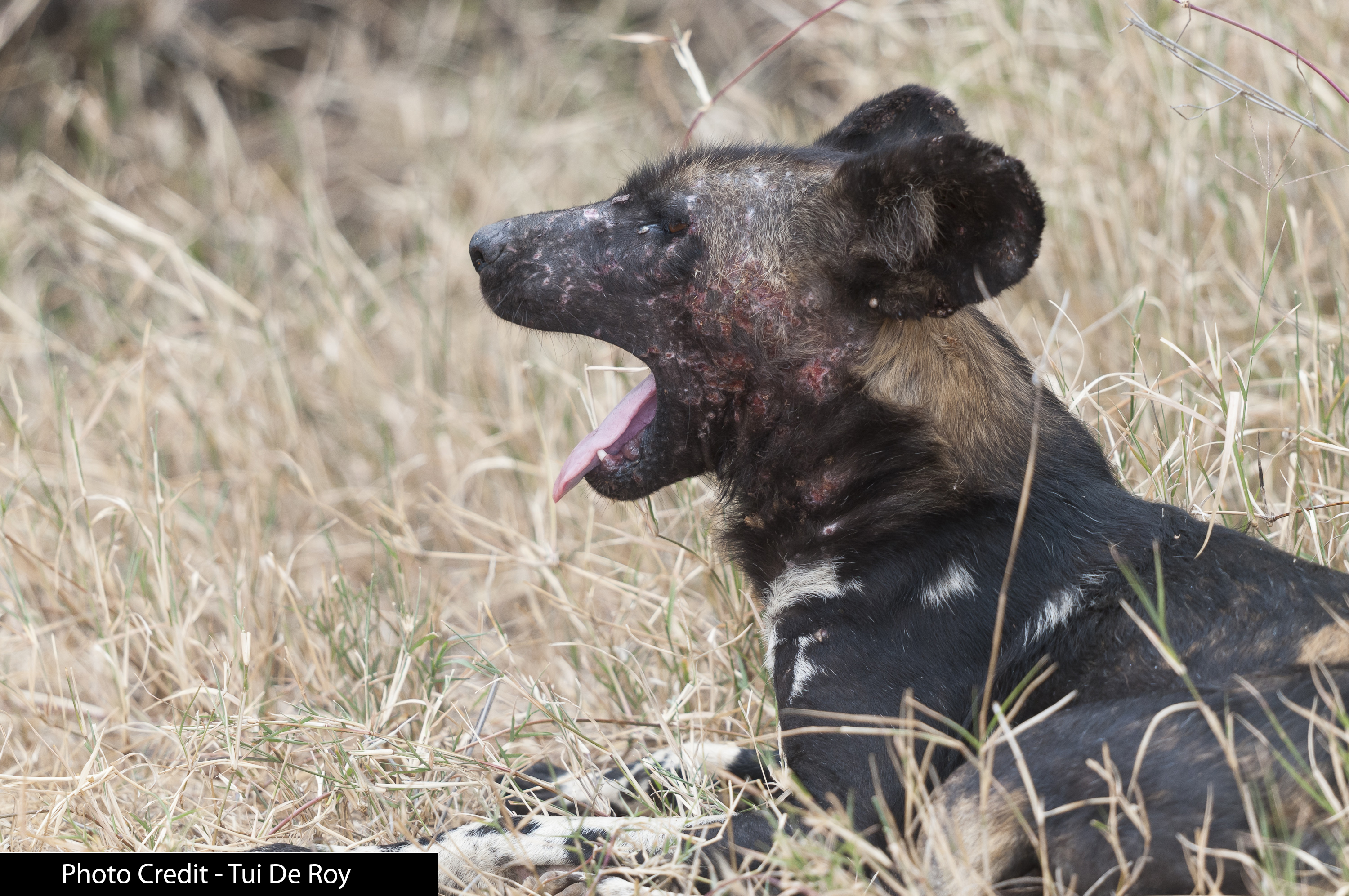 An Update on Mpala's Painted Dogs | Explore