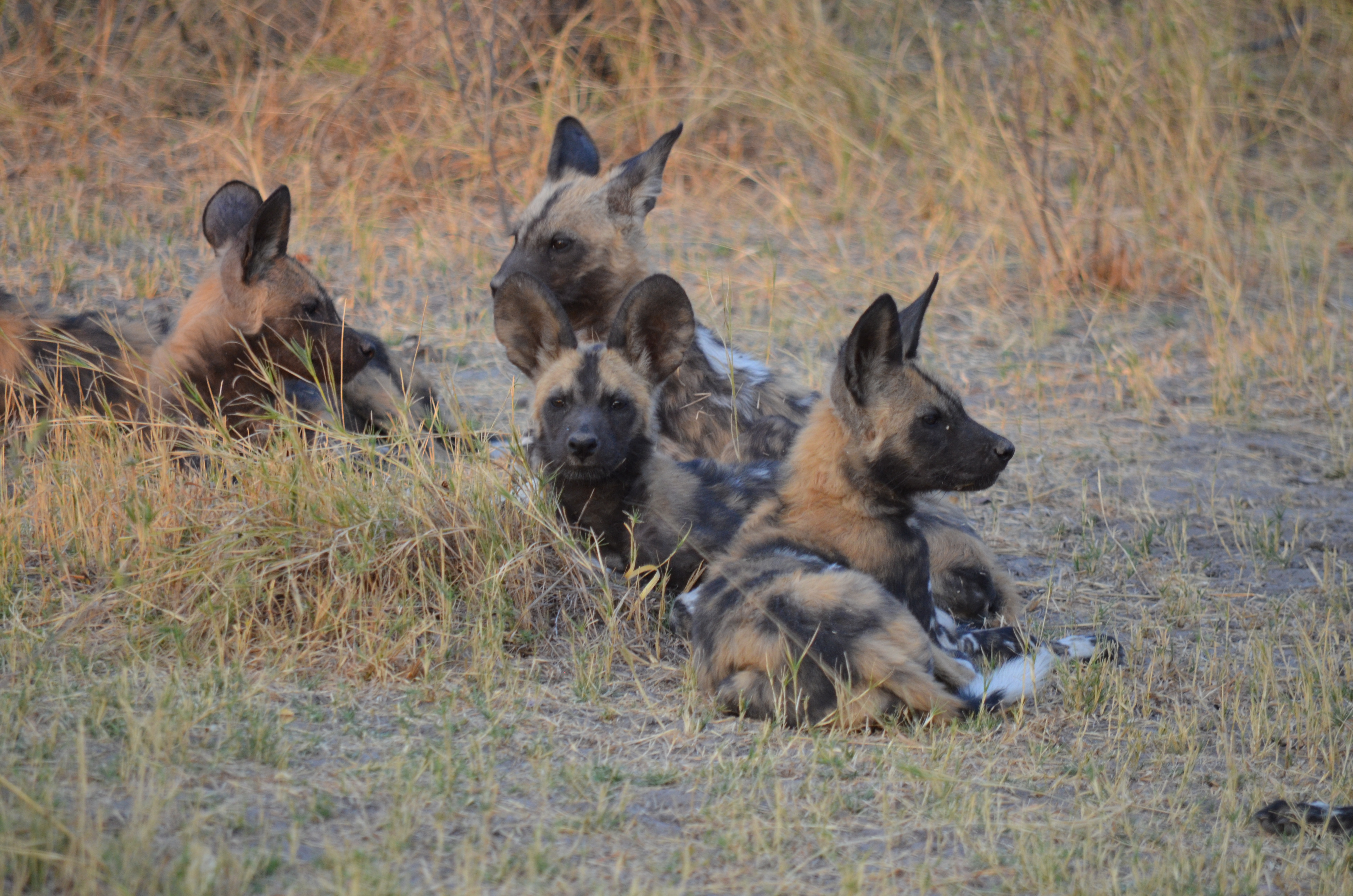 The Wild Dogs of Khwai