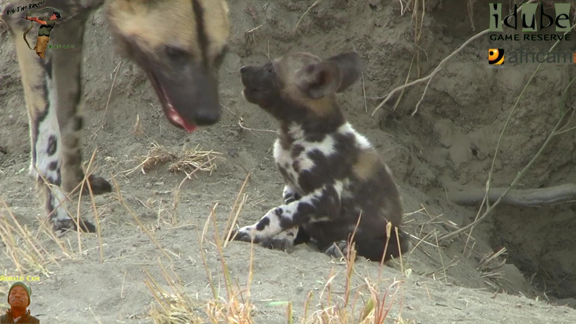 African Wild Dogs And Puppies At Their Den - YouTube