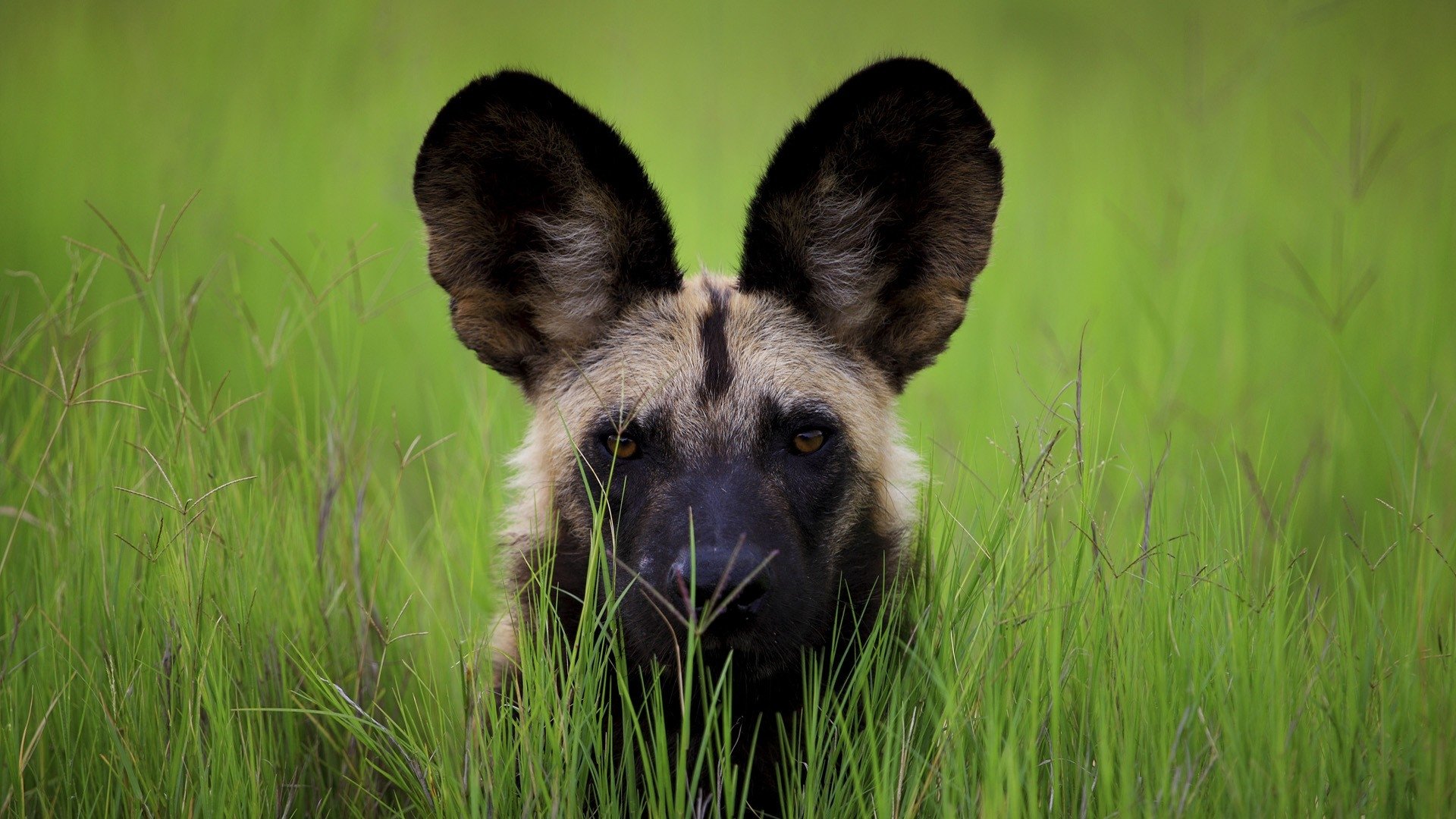 7 African wild dog HD Wallpapers | Background Images - Wallpaper Abyss