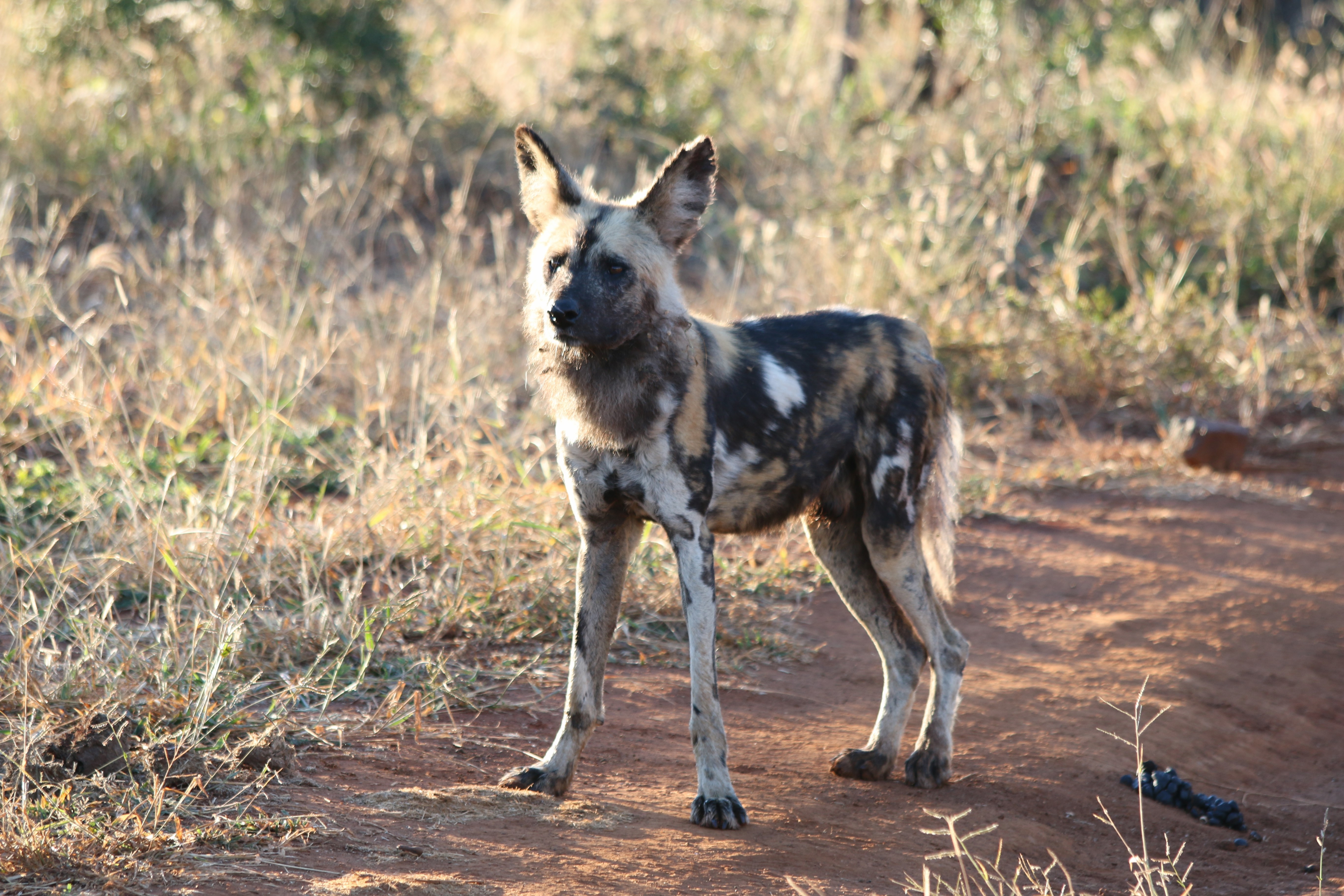Wild Dogs: A Rare Encounter in Botswana