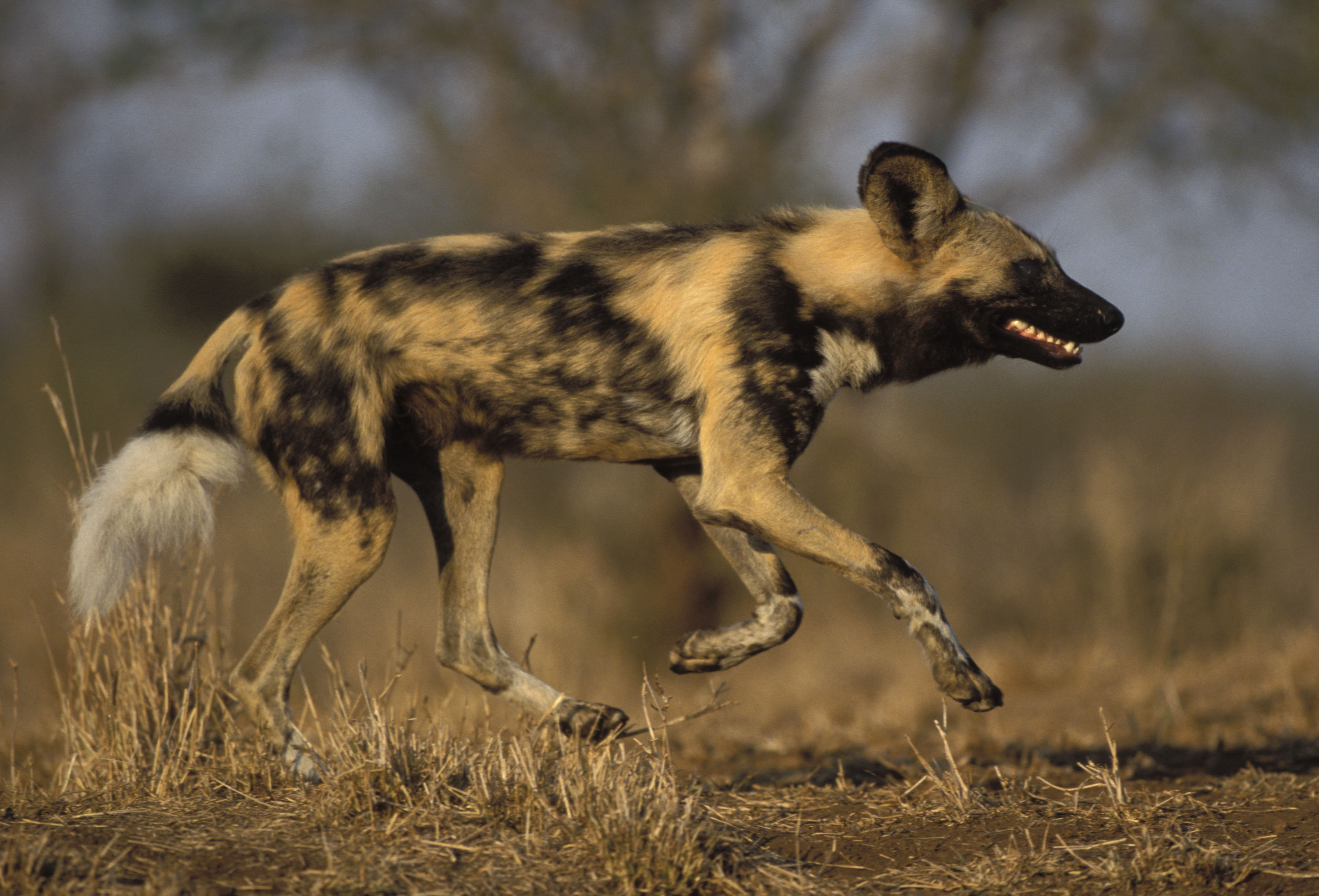 20 stunning close encounters with animals African Wild Dog (Lycaon ...