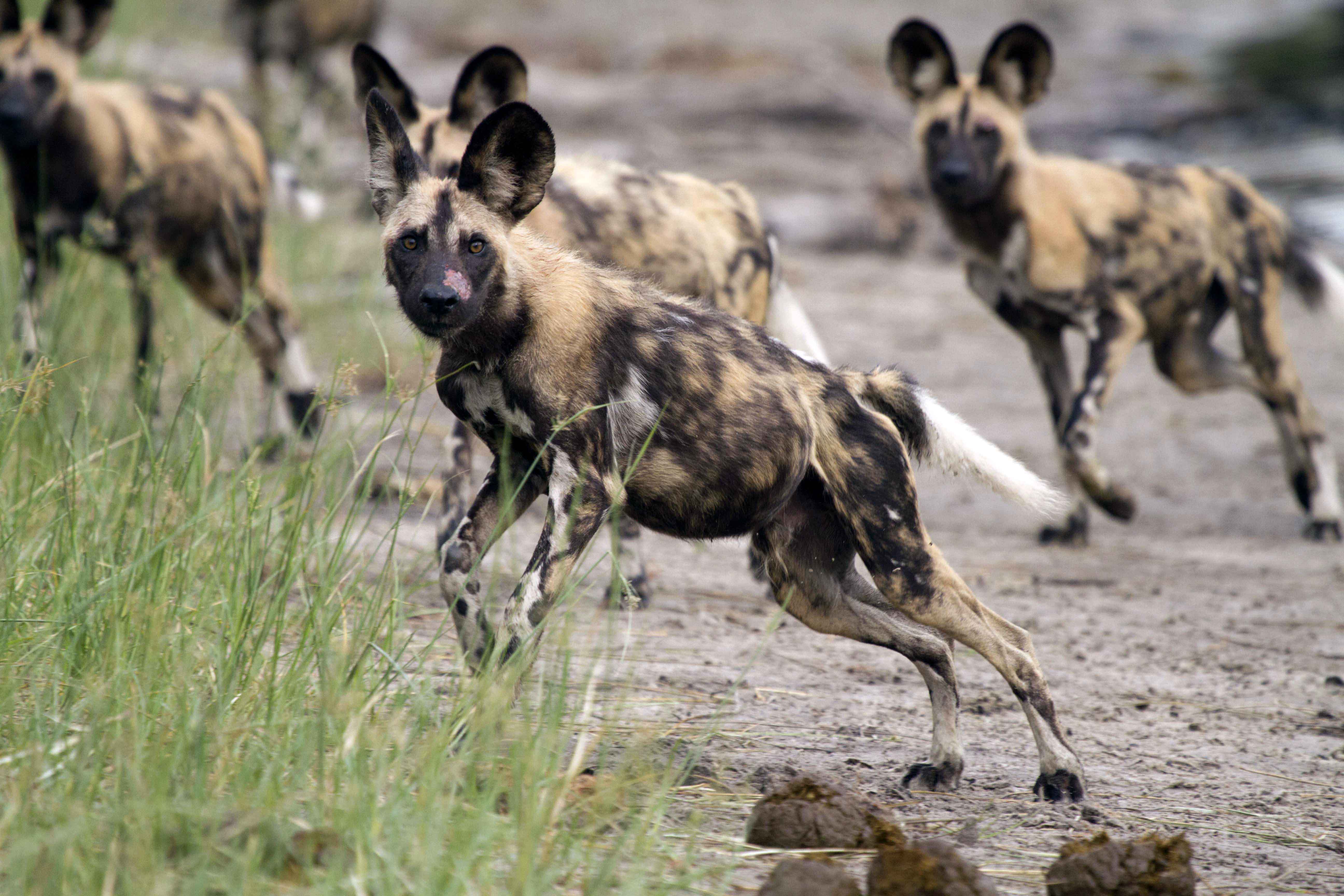 How Pet Dogs Are Helping Out Their Endangered Kin in the Wild