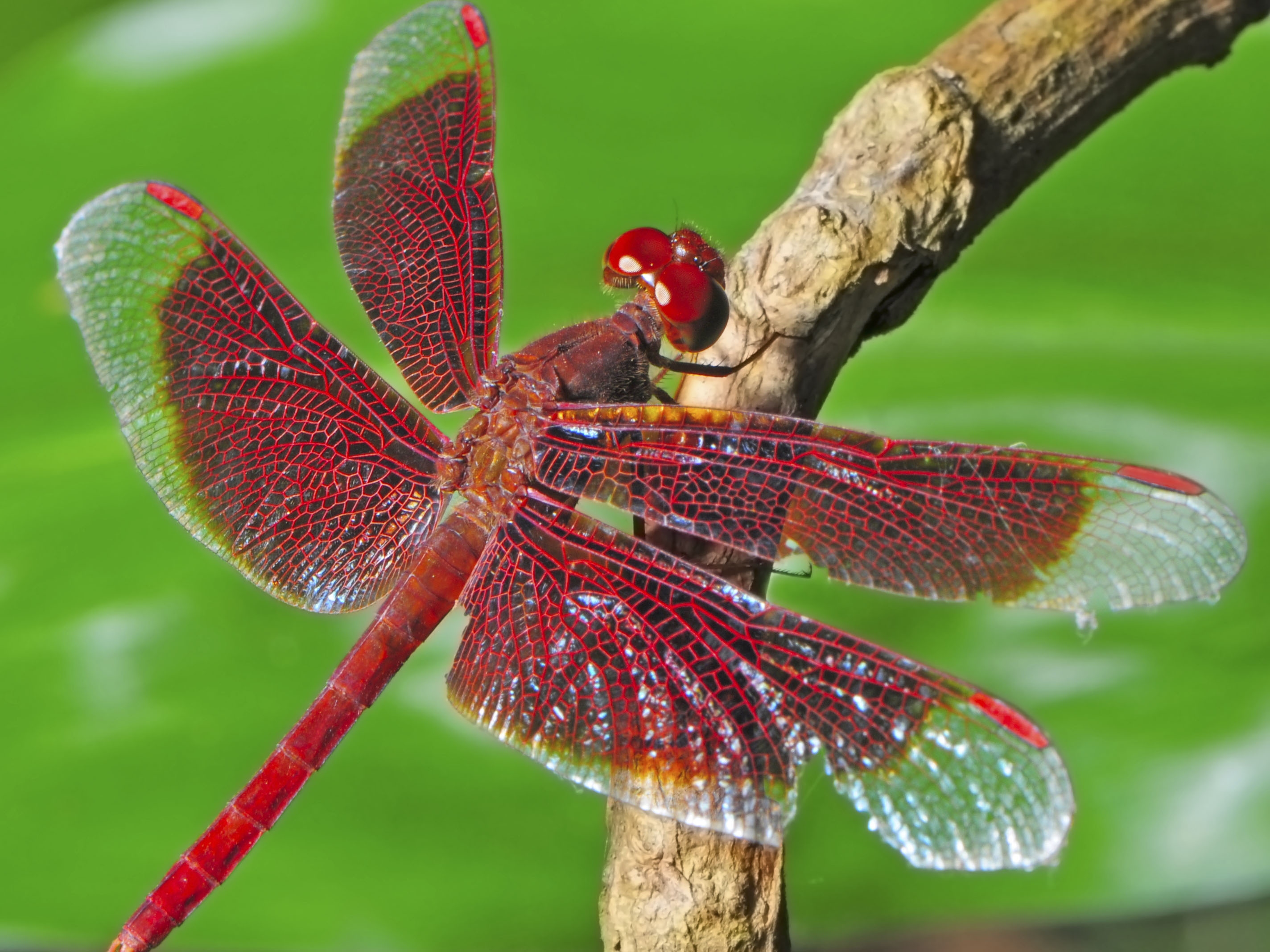 Wild dragonfly photo