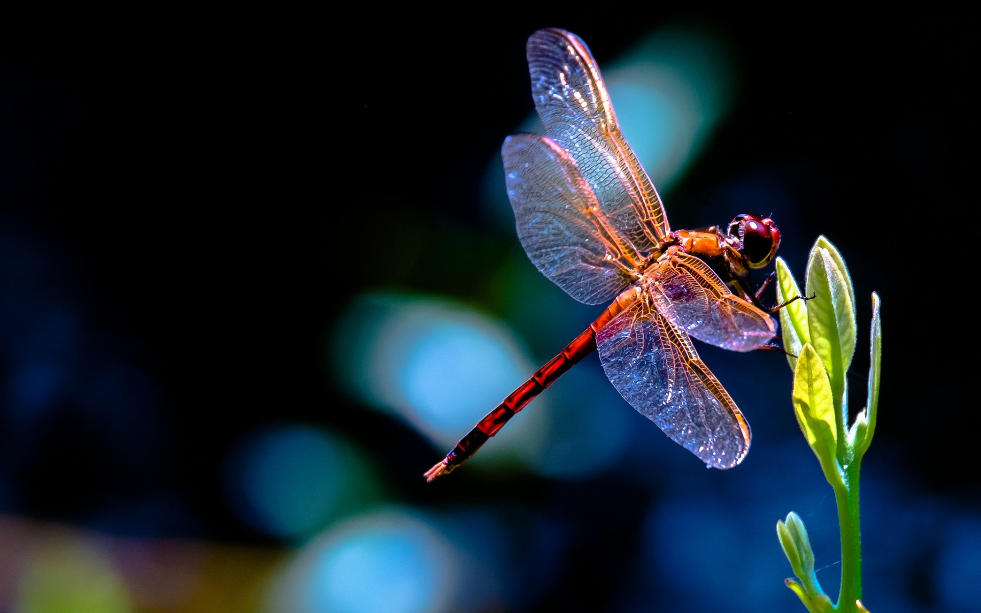 Dragonflies images Dragonfly HD wallpaper and background photos ...