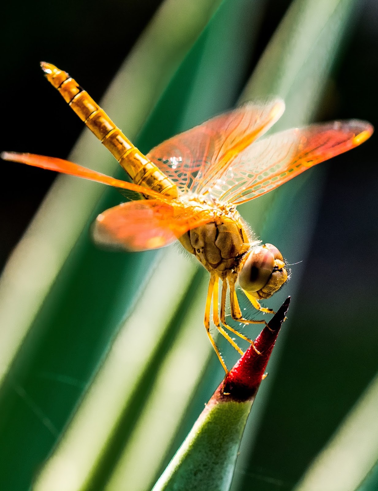 Picture of a colorful dragonfly insect - About Wild Animals