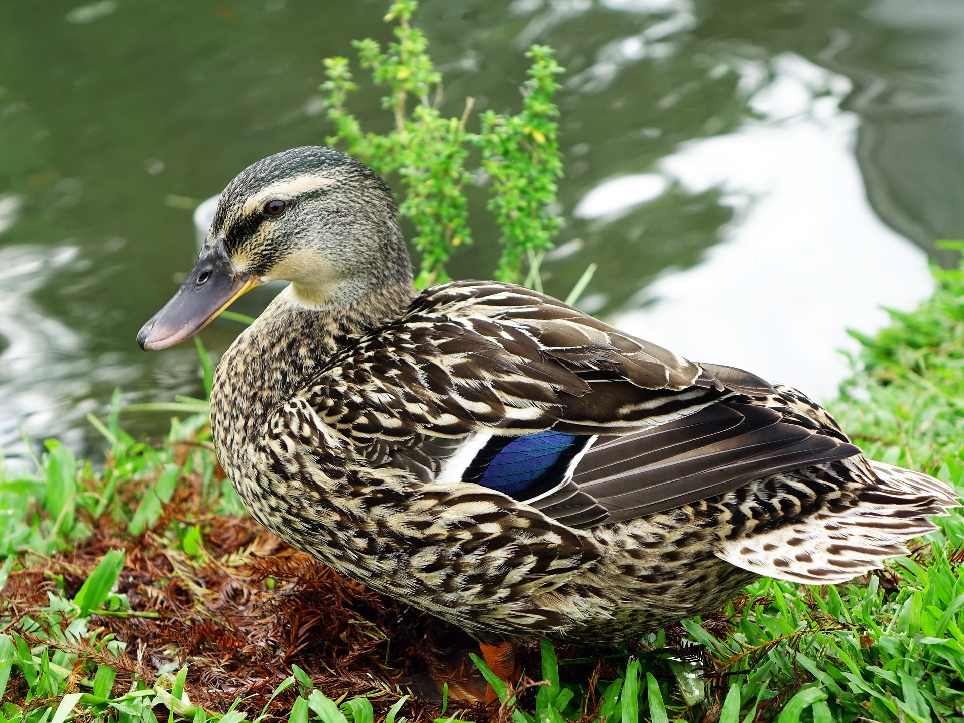 Wild duck photo