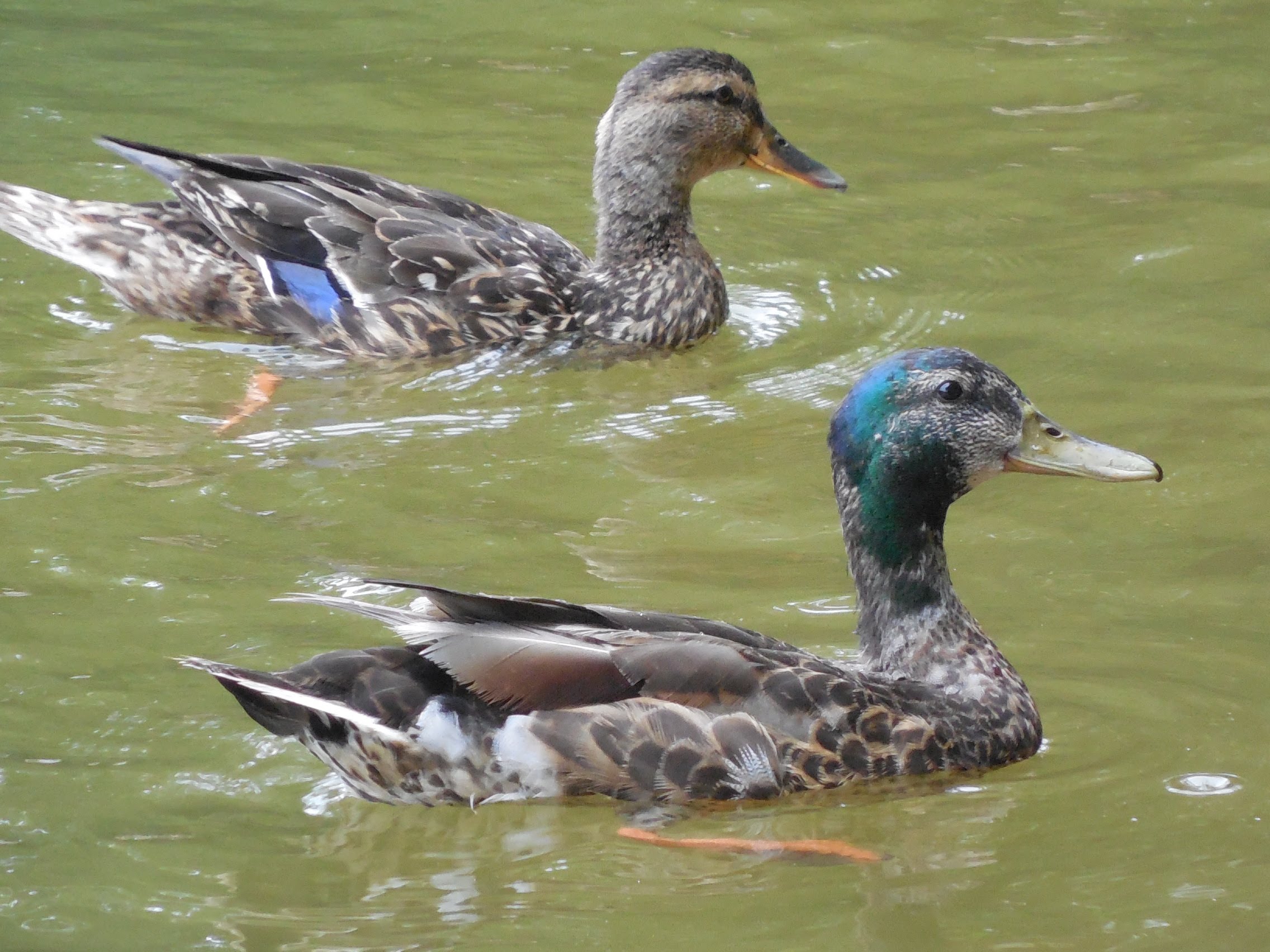 Watersports Among Ducks. Fighting Mallards Wild Ducks Sport. Funny ...