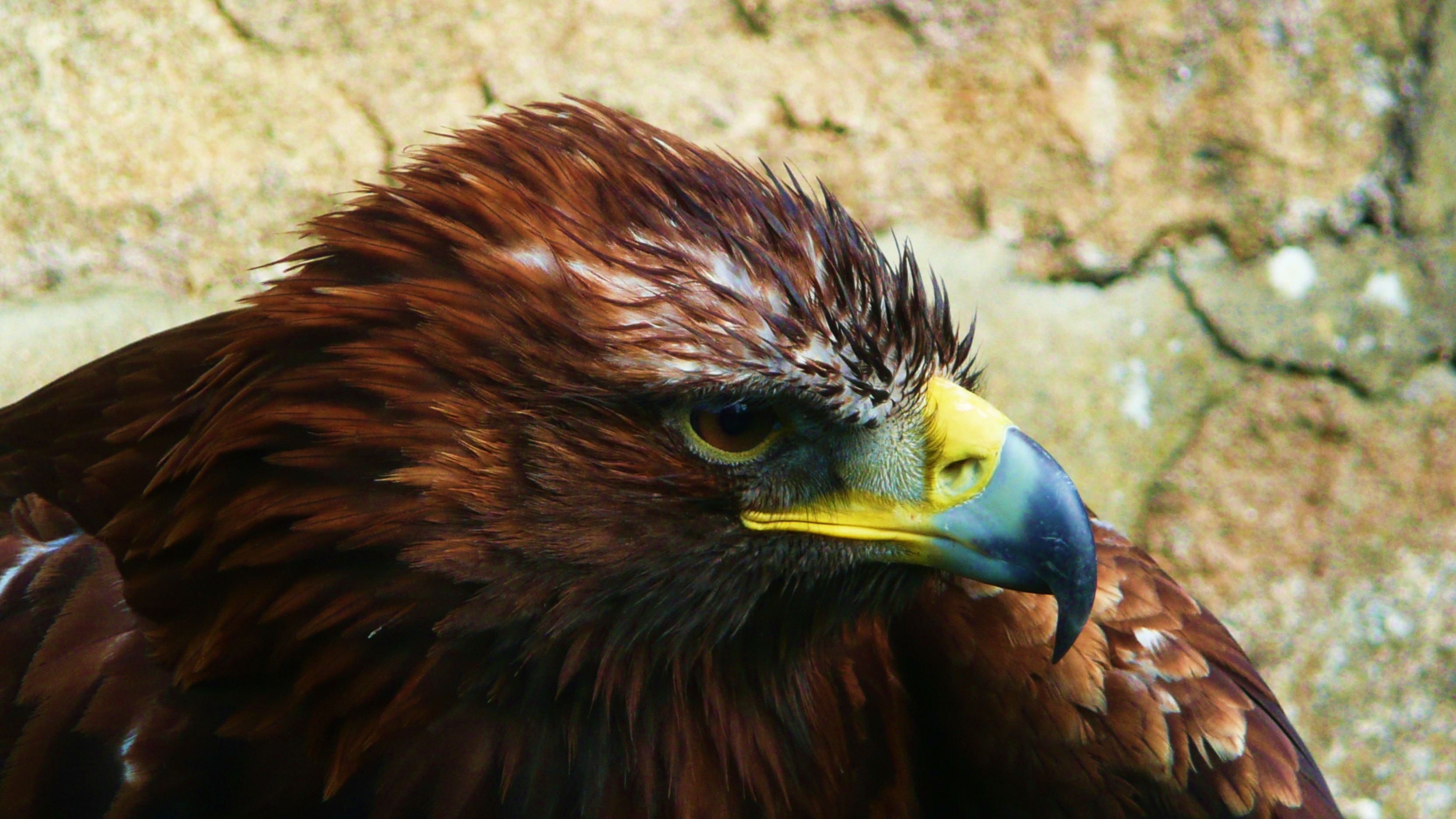 Wild eagle photo