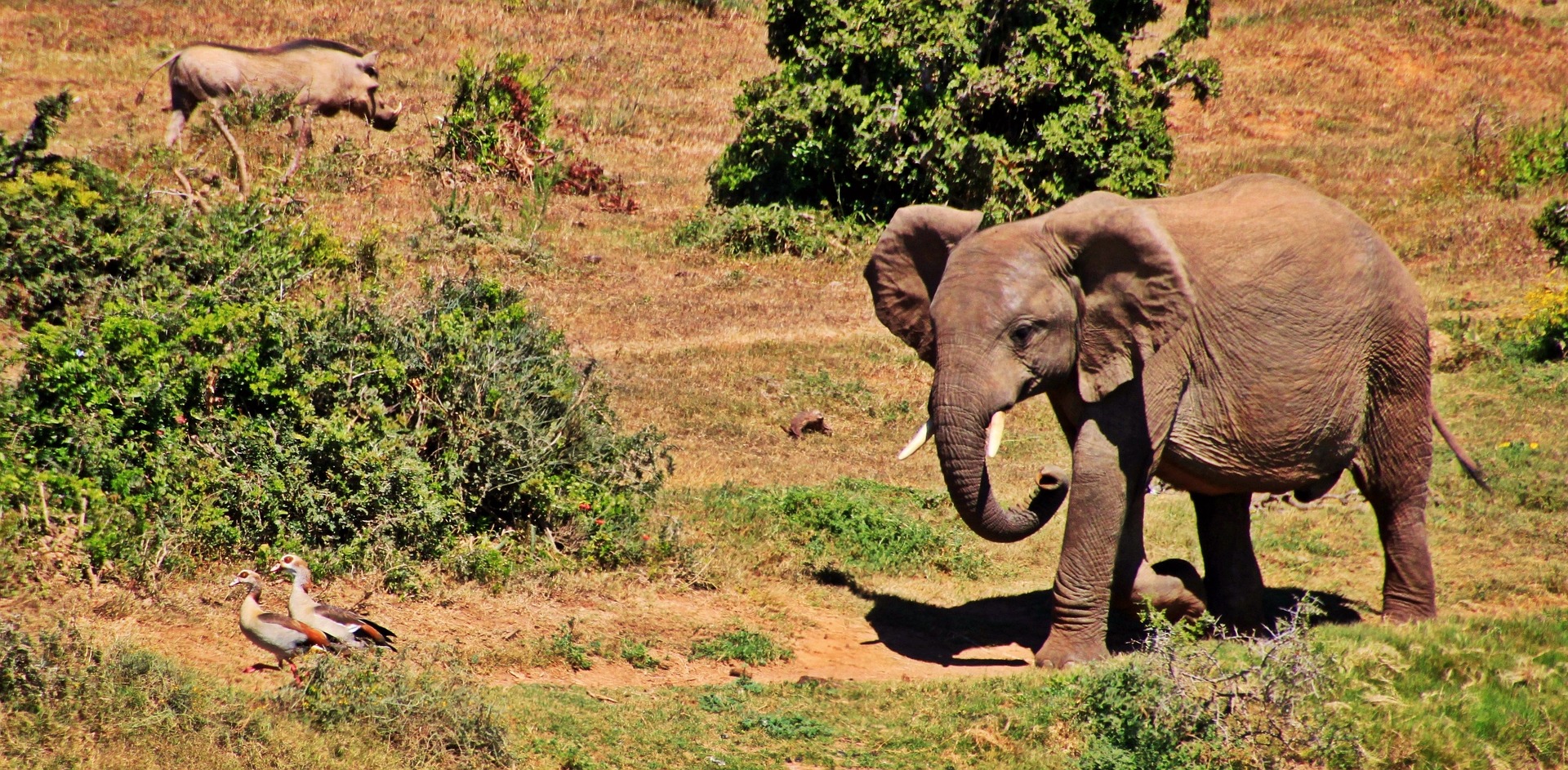 Wild elephant photo