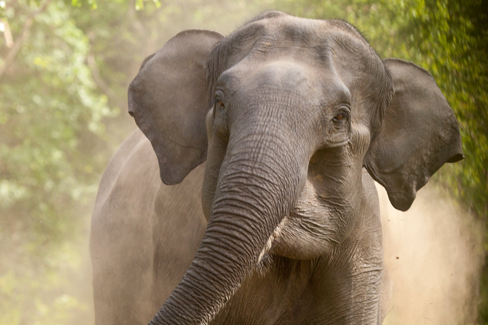 Wild India: Elephant Attack - YouTube