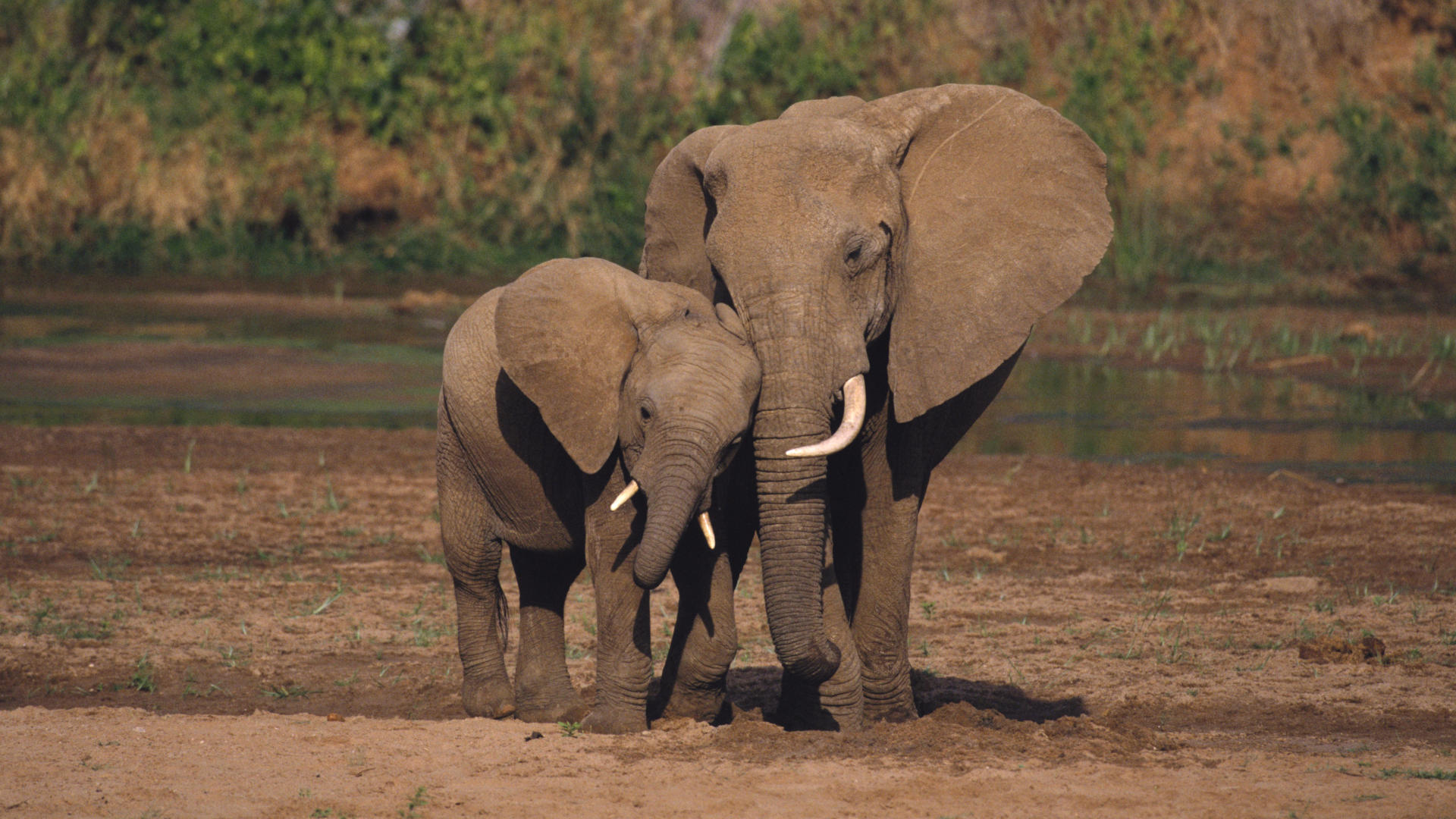 Time running out for wild elephants say experts – NEW POWER