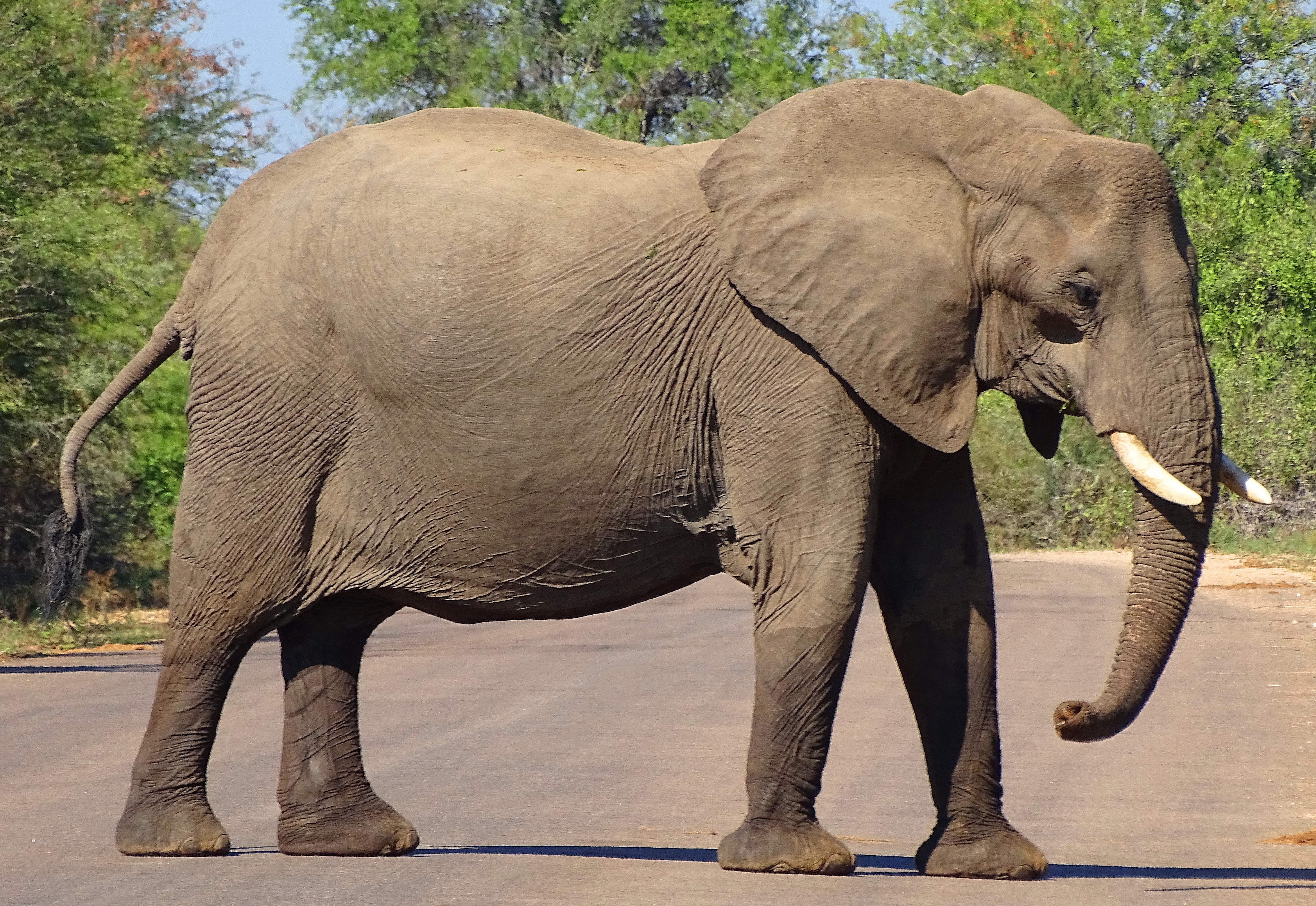 Driving Etiquette Amongst Wild Elephants~ |