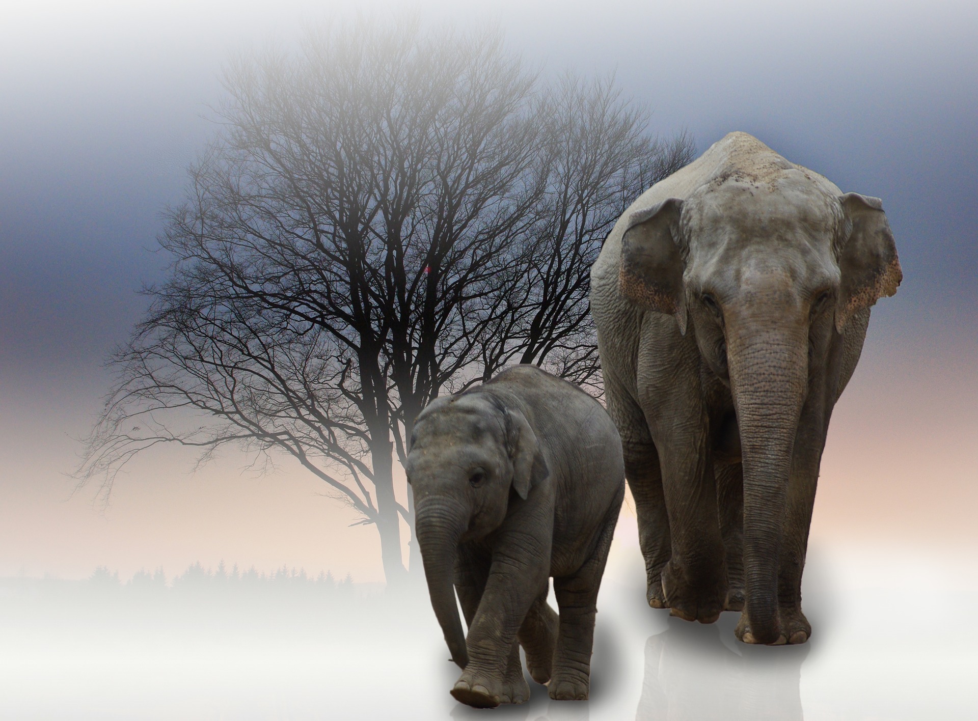 Слон группа организмов. Хоботные (млекопитающие). Дикий слон. Слон серый. Креативно слон серый.