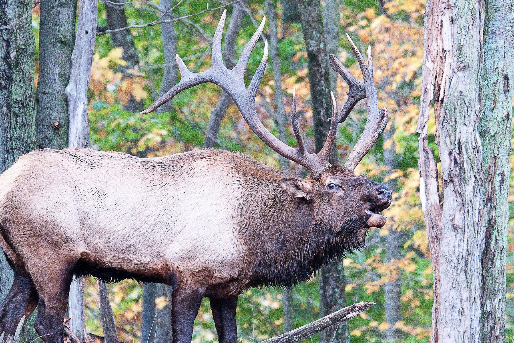 Wild Elk are Heading (Back) to West Virginia – The Allegheny Front