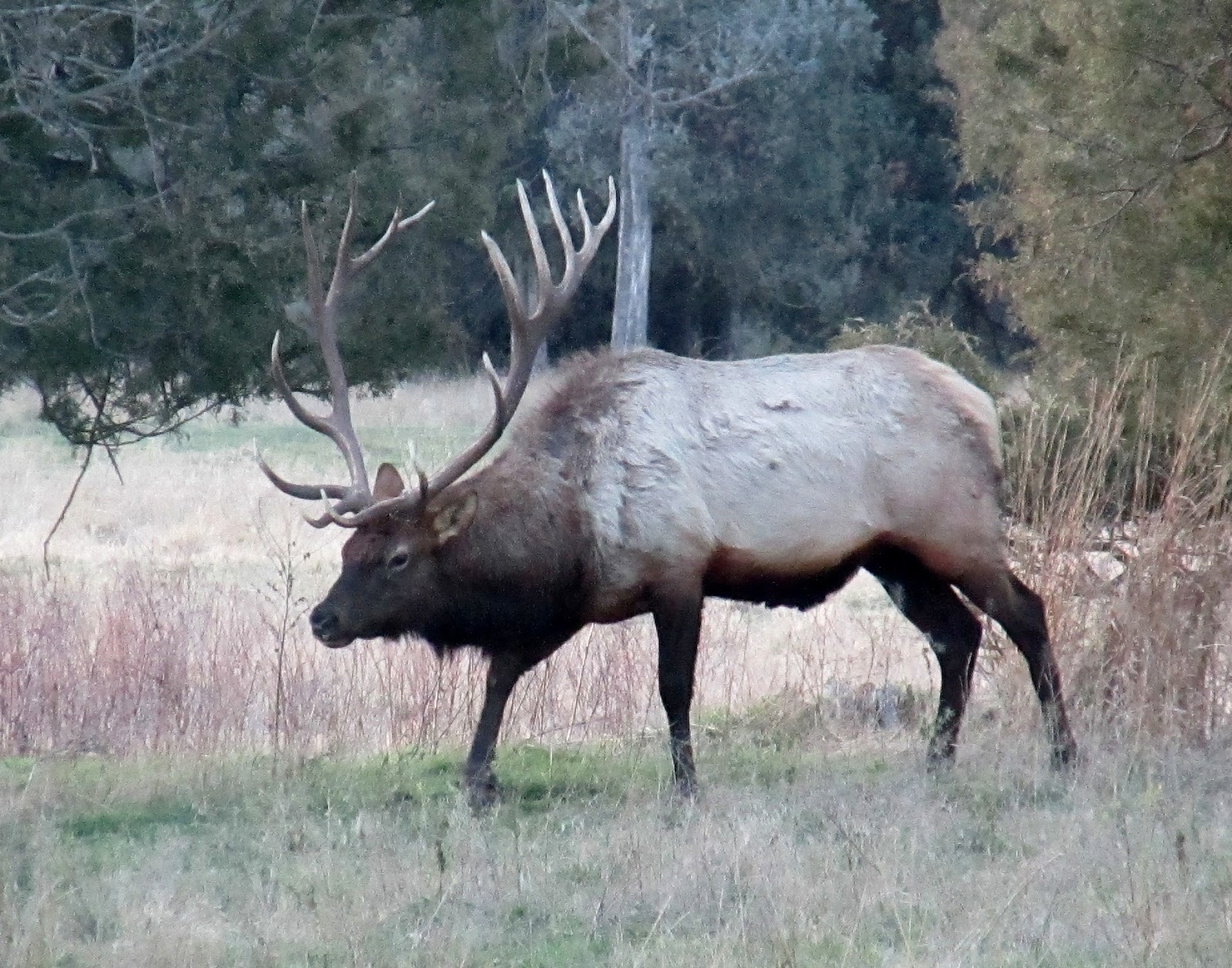 From The Wild Side: Habitat Security: Protecting Elk and Elk Hunting