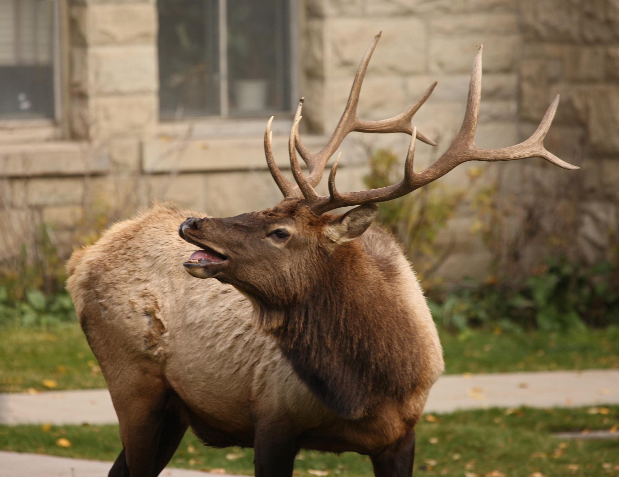 Wild elk photo