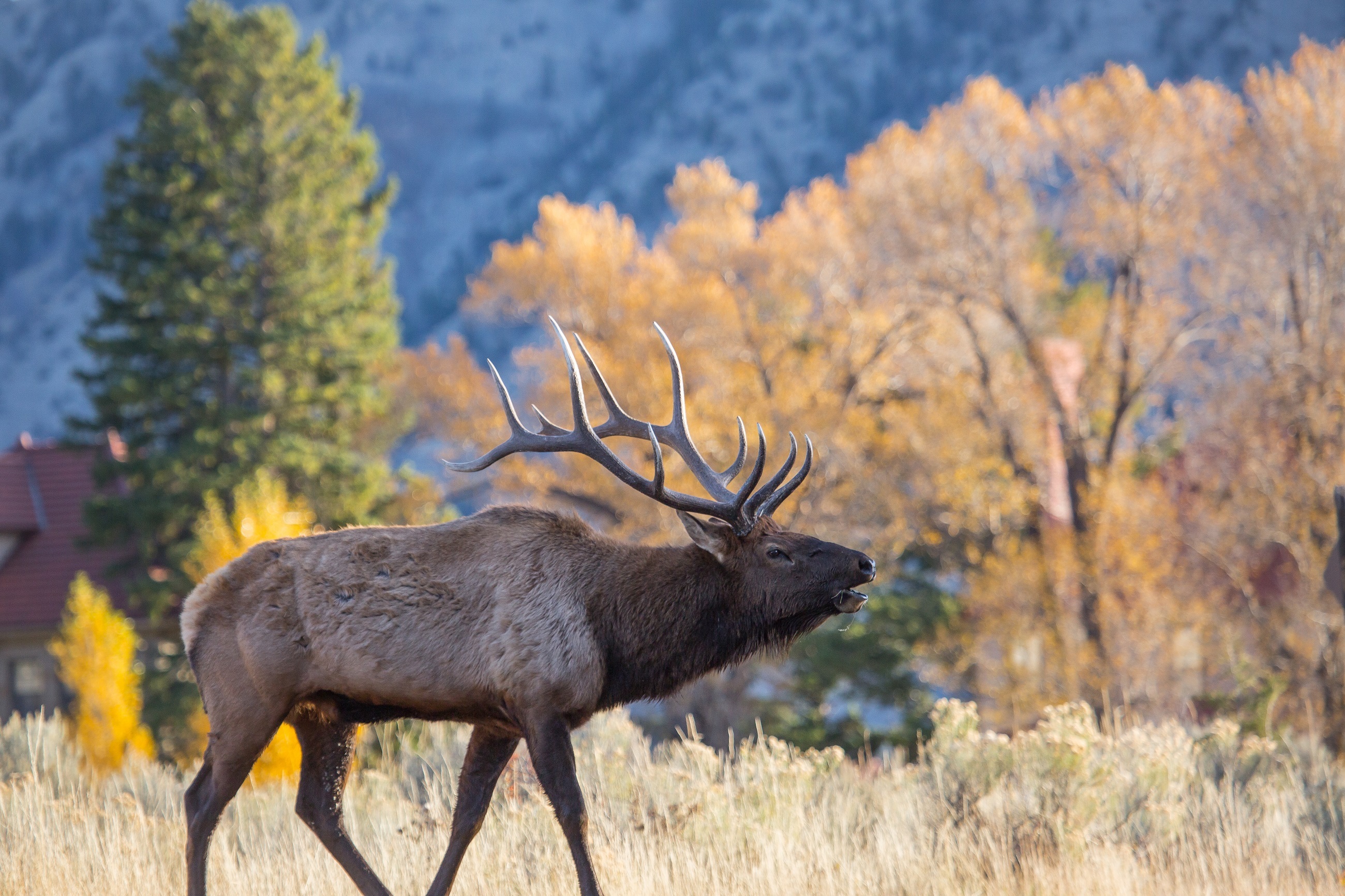 Wild elk photo