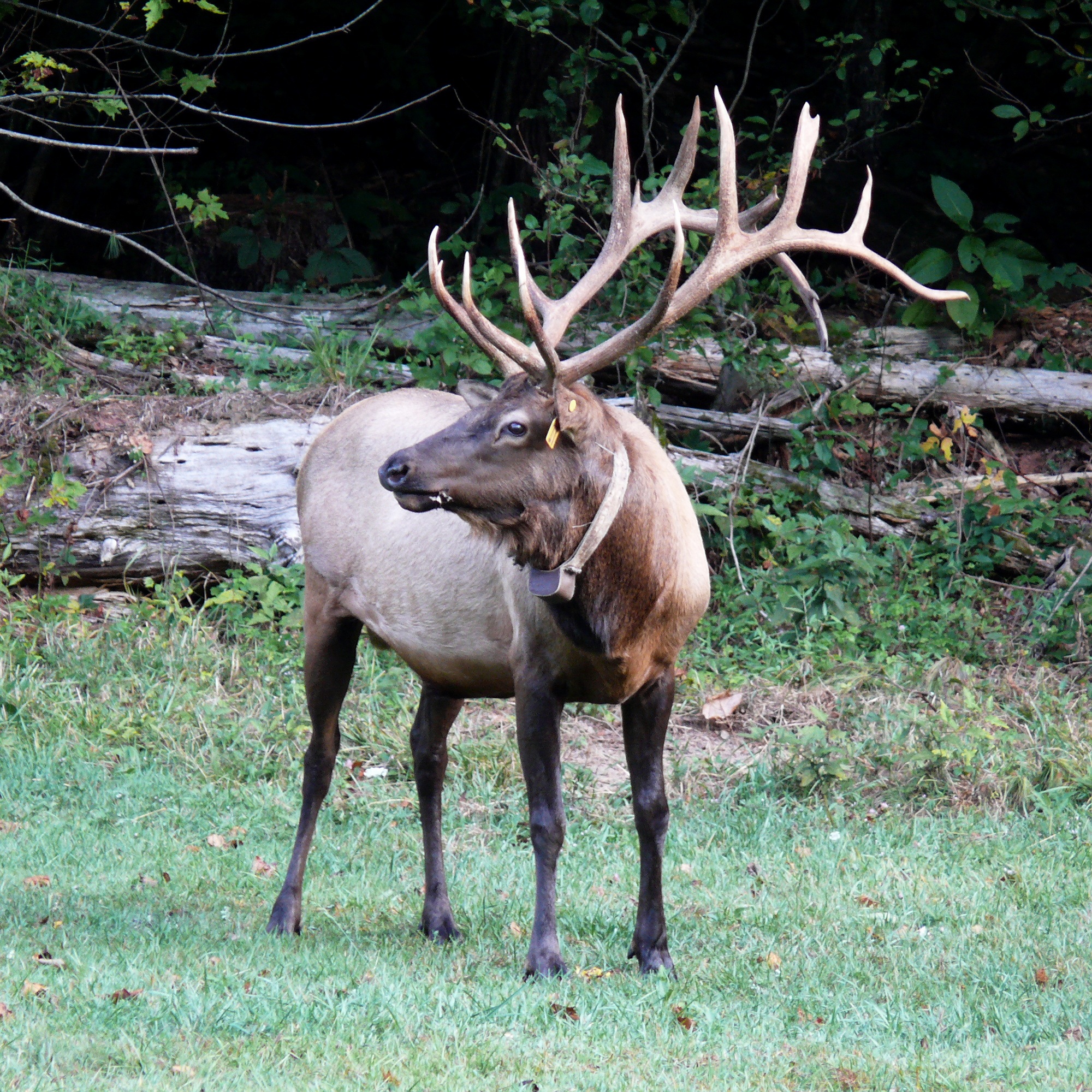 Wild elk photo