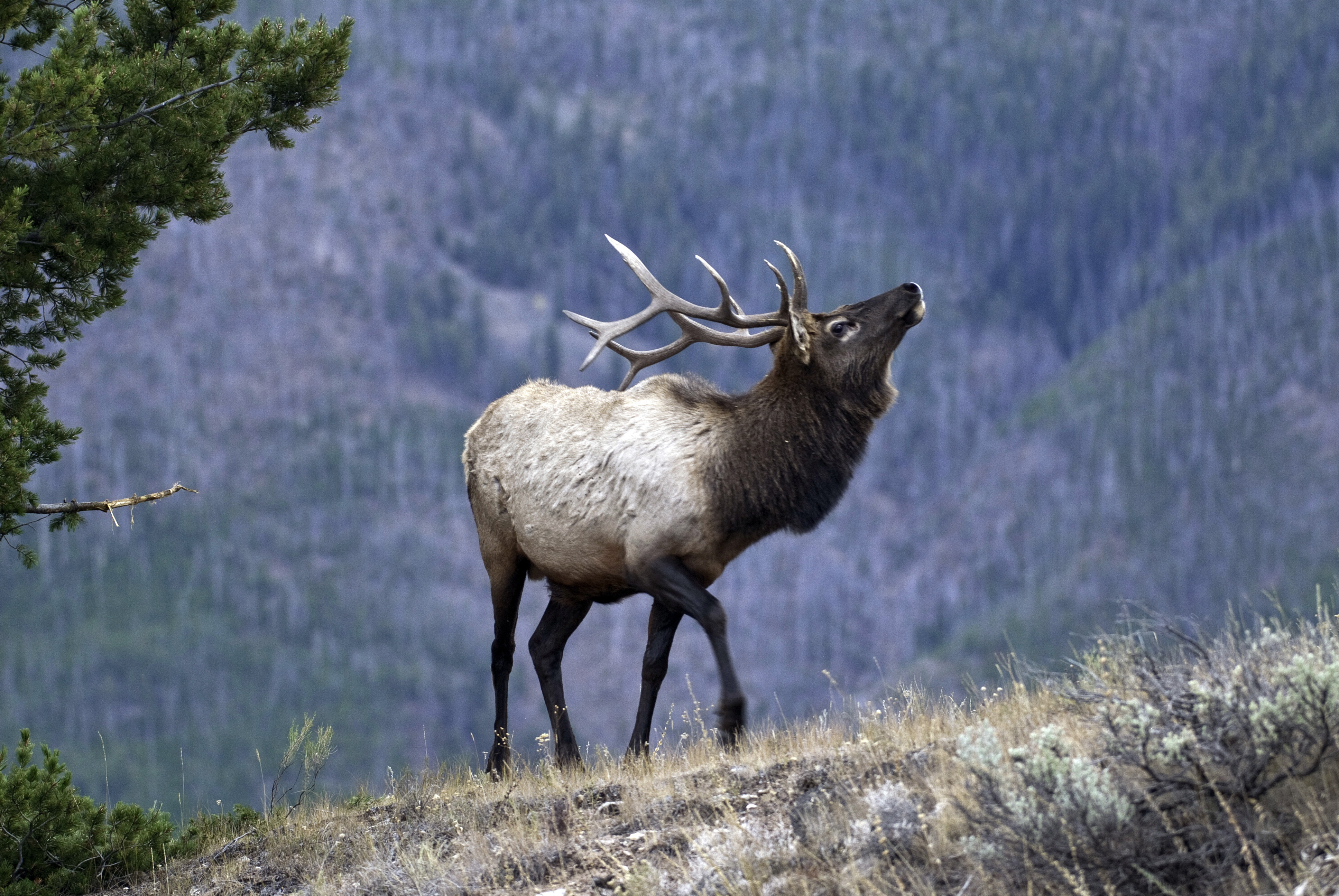 Division of Wildlife opens application period for big game hunting ...