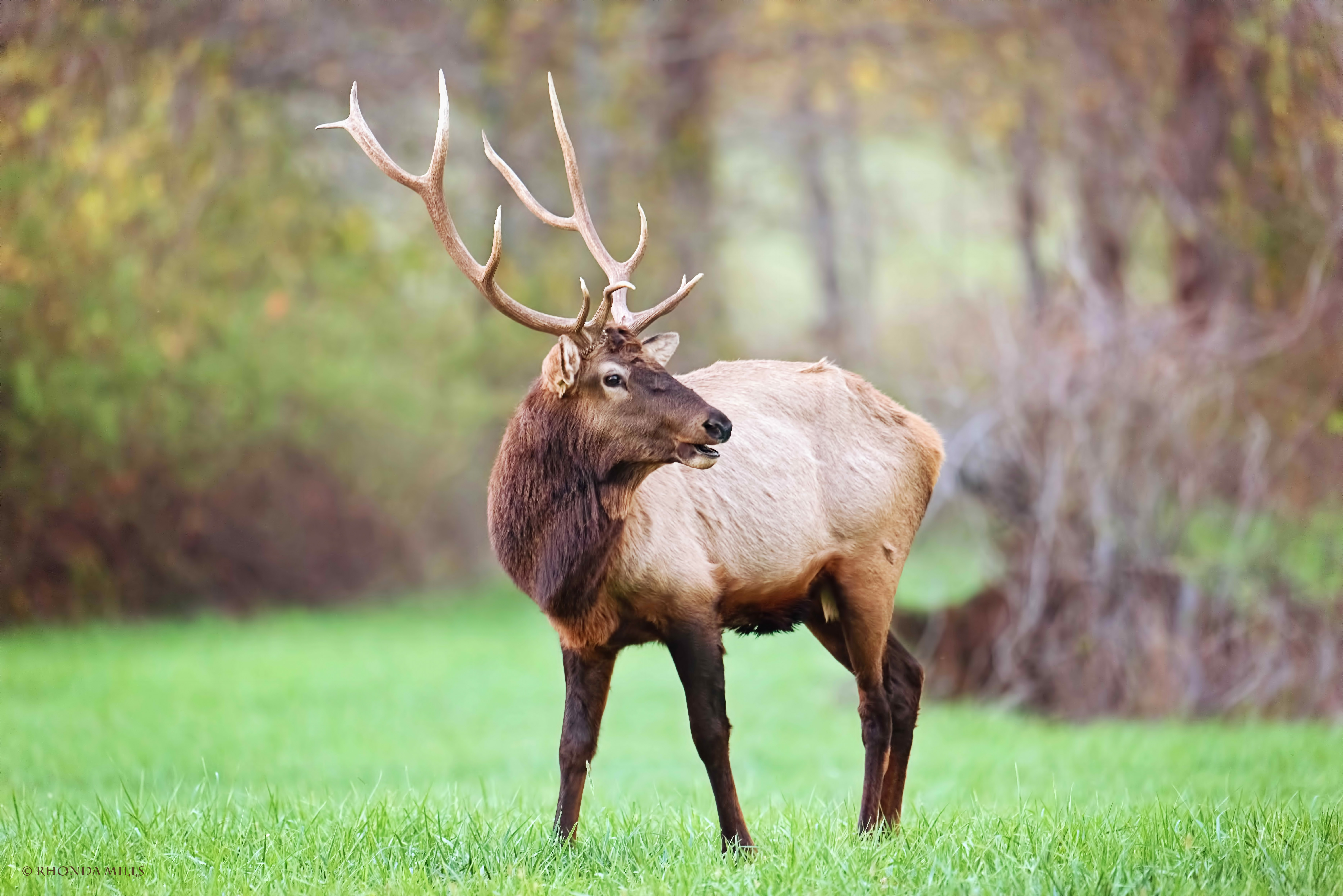 Elk Facts, History, Useful Information and Amazing Pictures