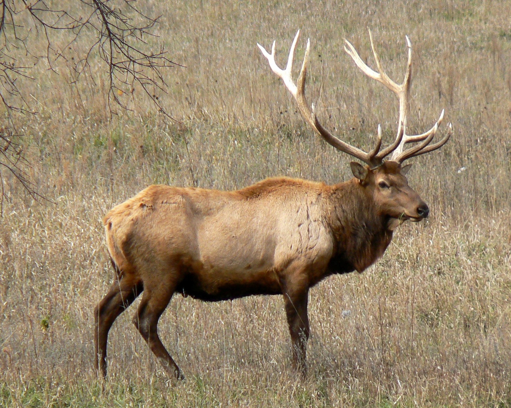 Elk - Wikiwand