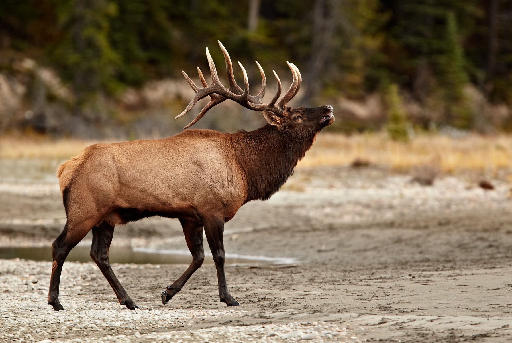 Animals: Elks Bull Elk Deer Animals Love Wallpaper Download for HD ...