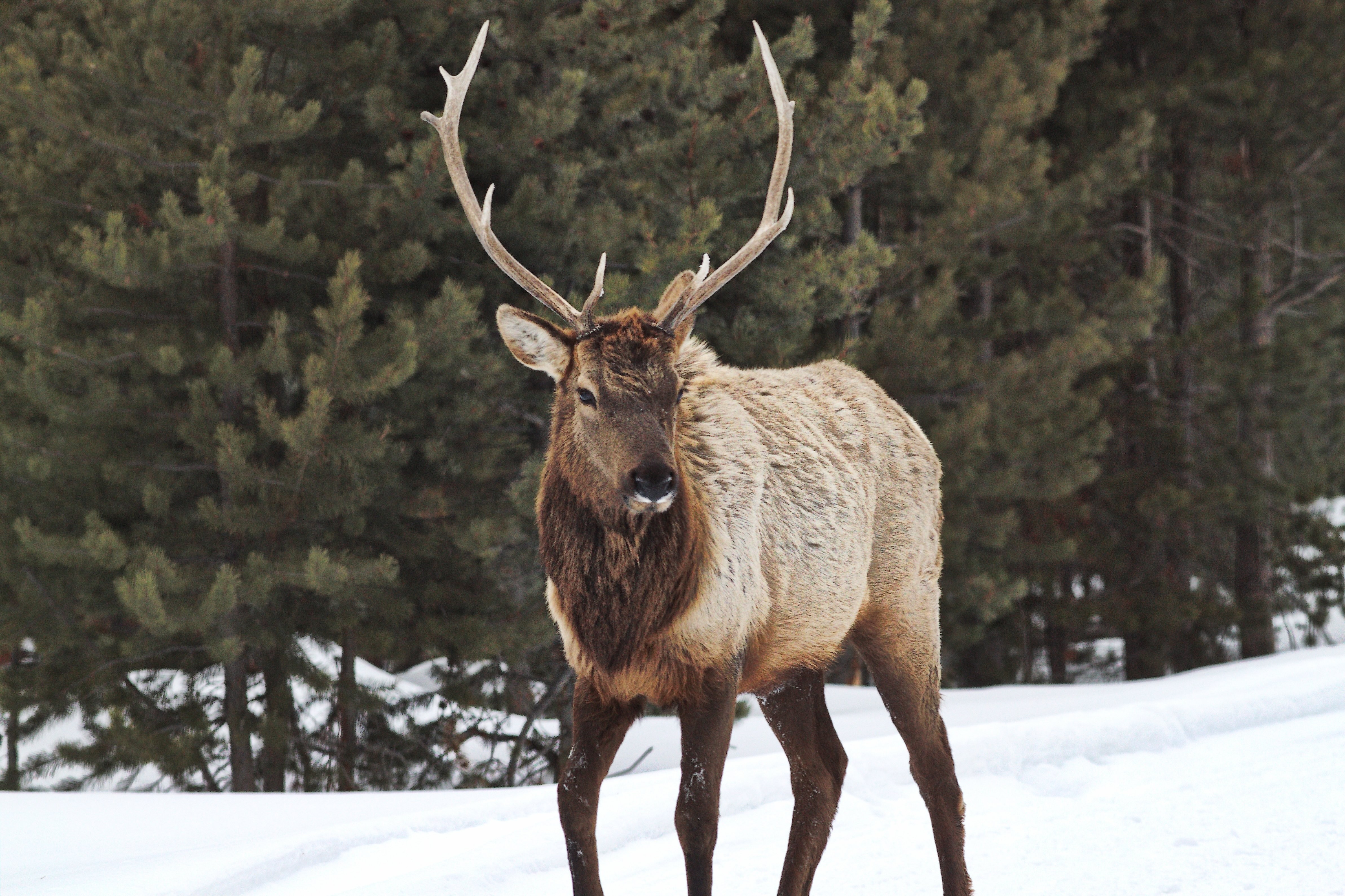 Animals: Elk Deer Elks Bull Hd Animal Love Wallpaper for HD 16:9 ...