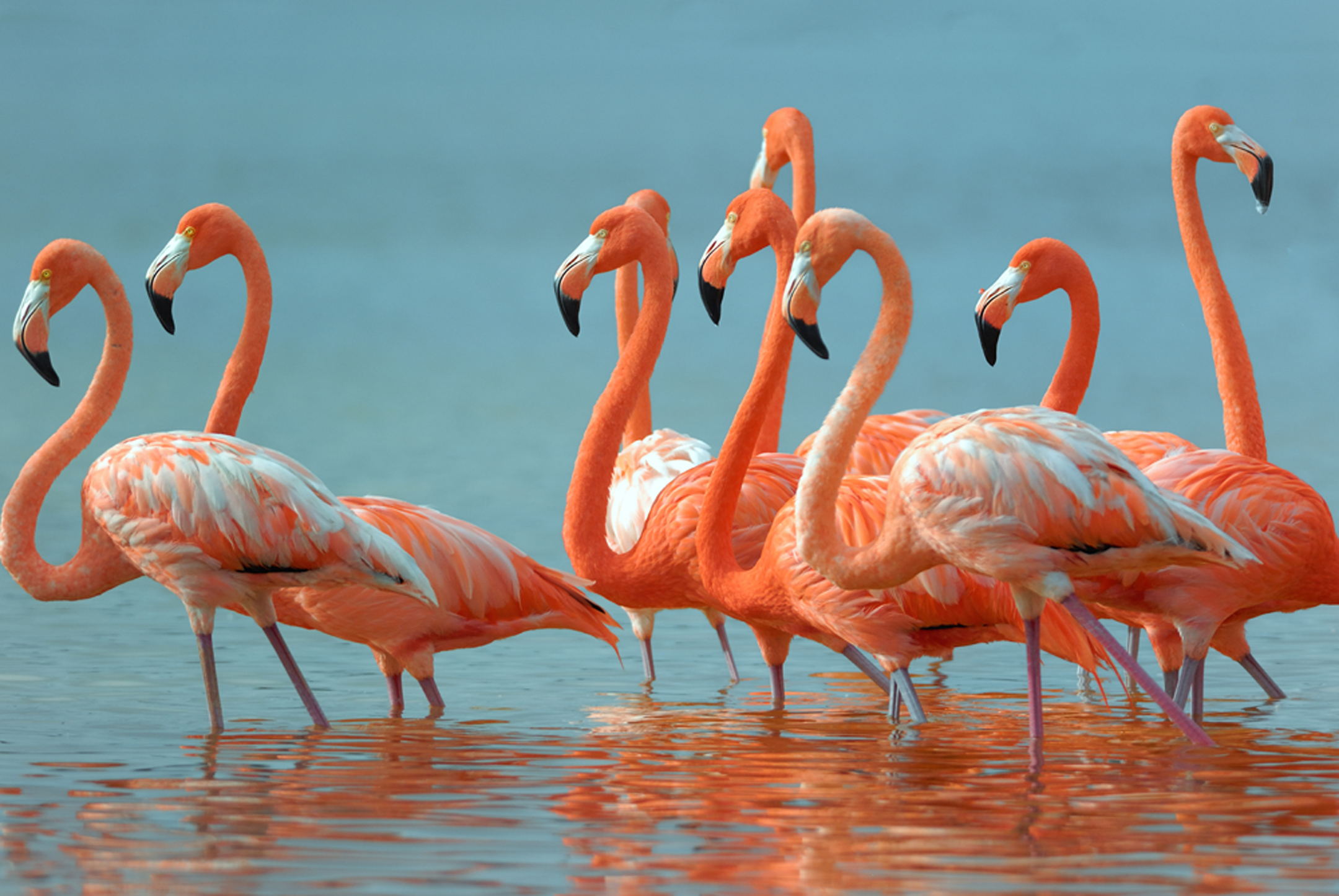 Greater Flamingos – Just Lawn Ornaments in the US | Tallahassee.com ...
