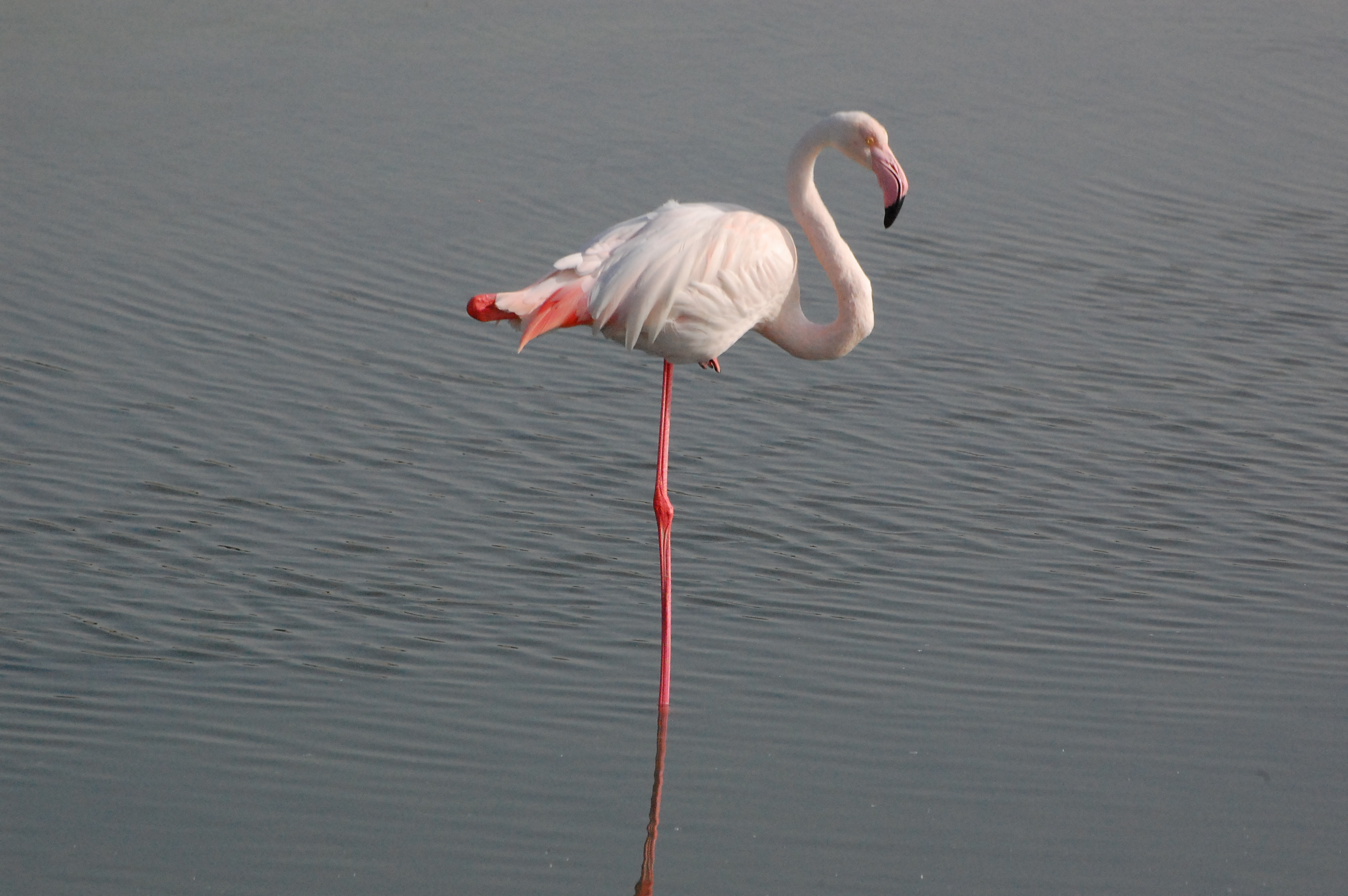 File:Wild Santury in Dubai at Lagoons-Flamingo.JPG - Wikimedia Commons