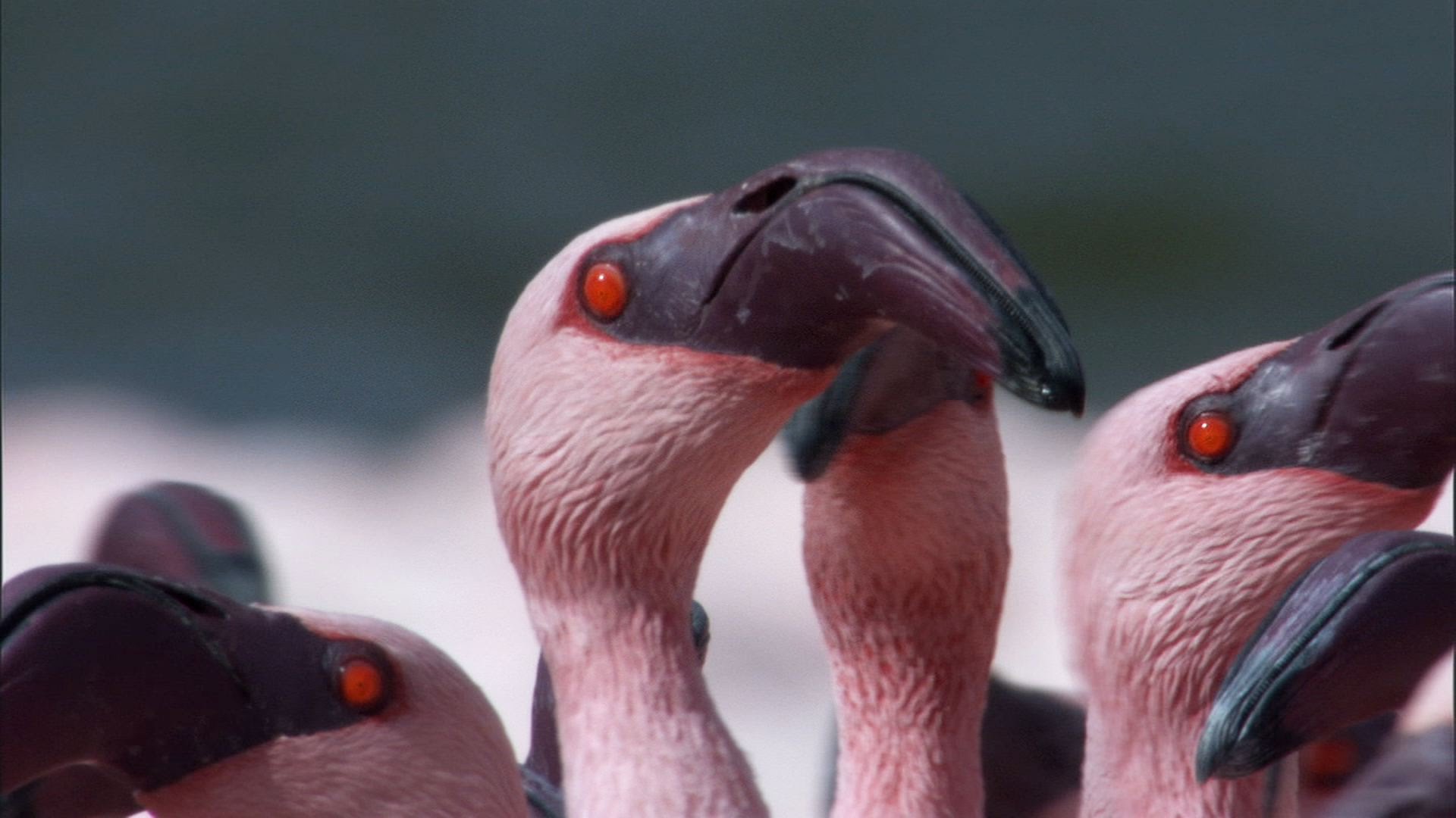 Over a Million Flamingos | The Great Rift: Africa's Wild Heart | BBC ...