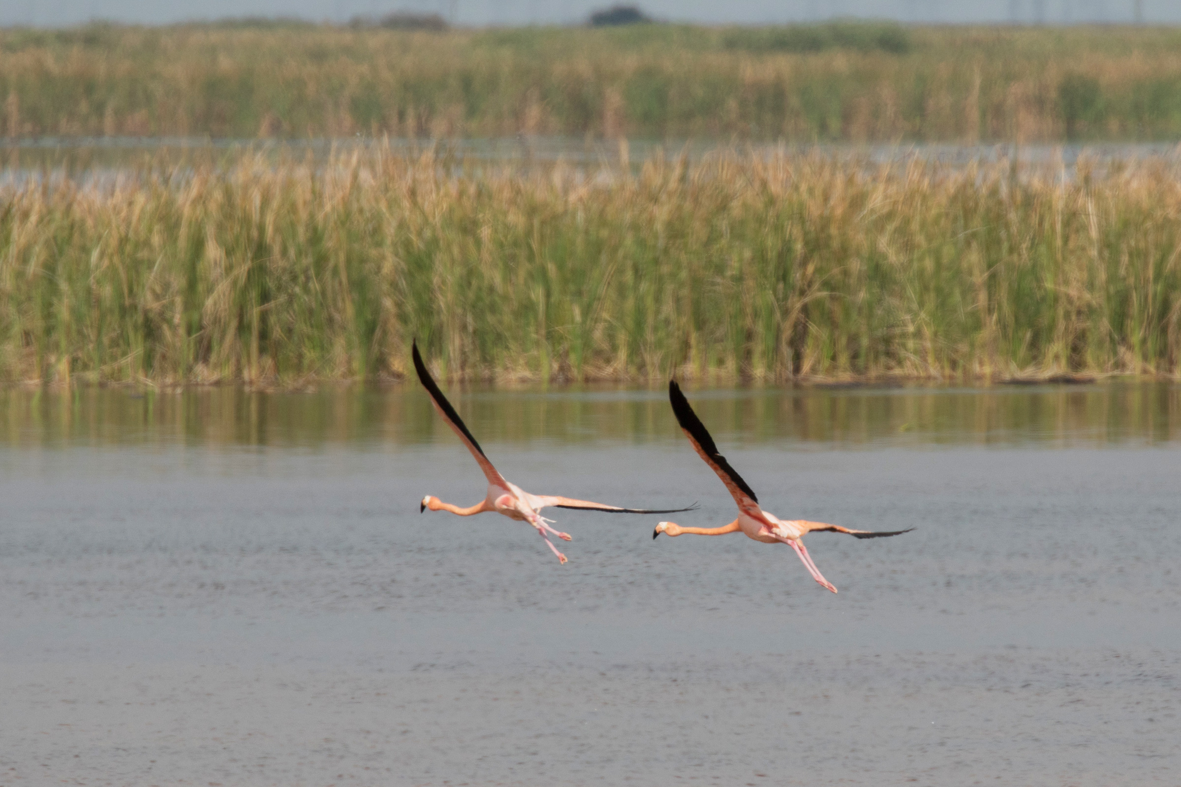 Wild Flamingos Return to Florida | Audubon