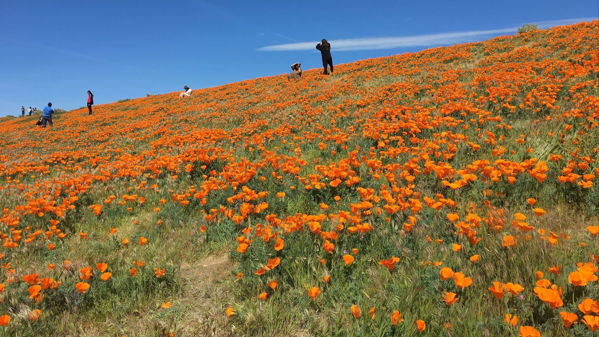 Your chance to see Southern California's epic wildflower bloom is ...
