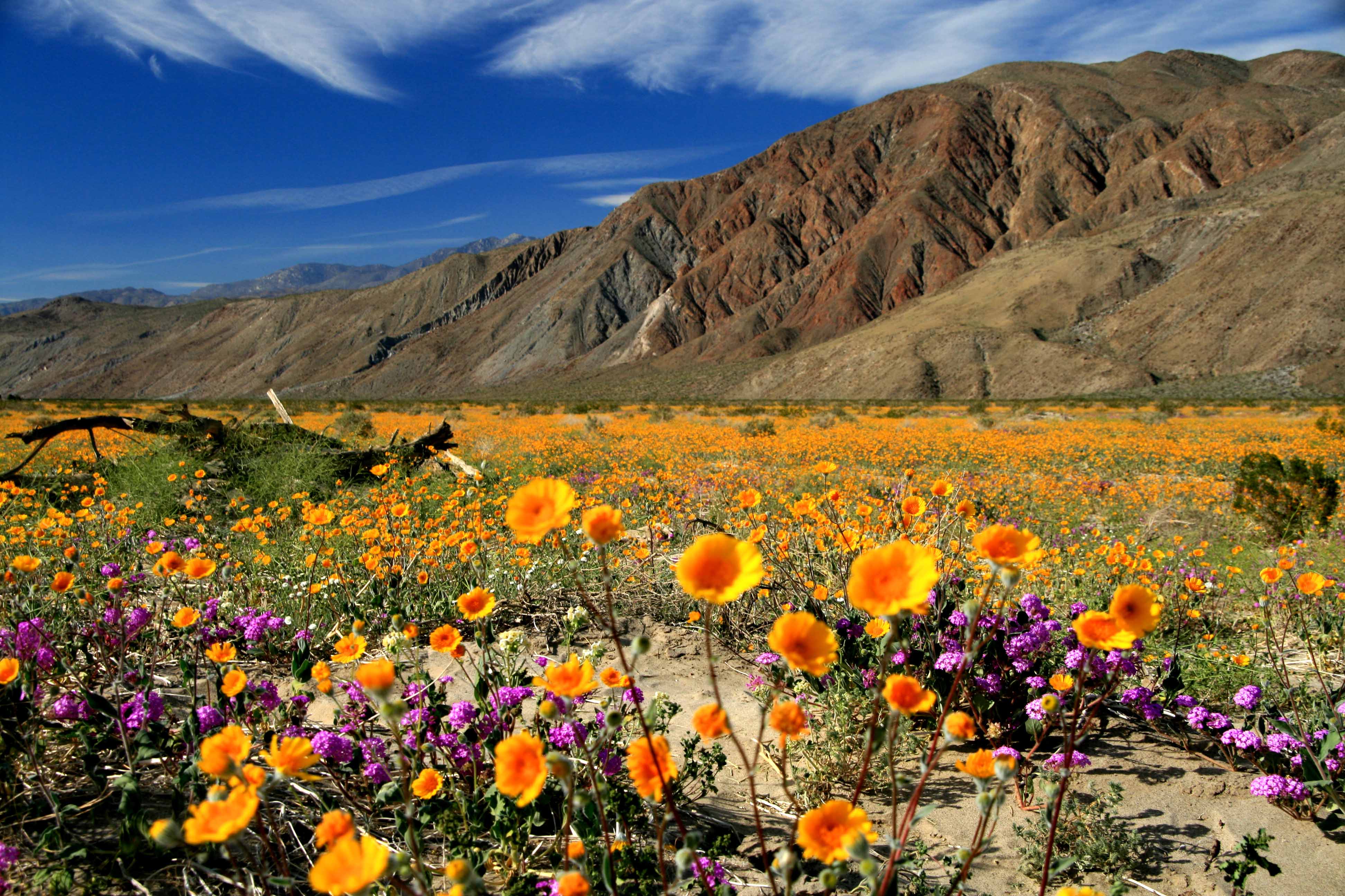 Wild about Wildflowers in San Diego's East County!