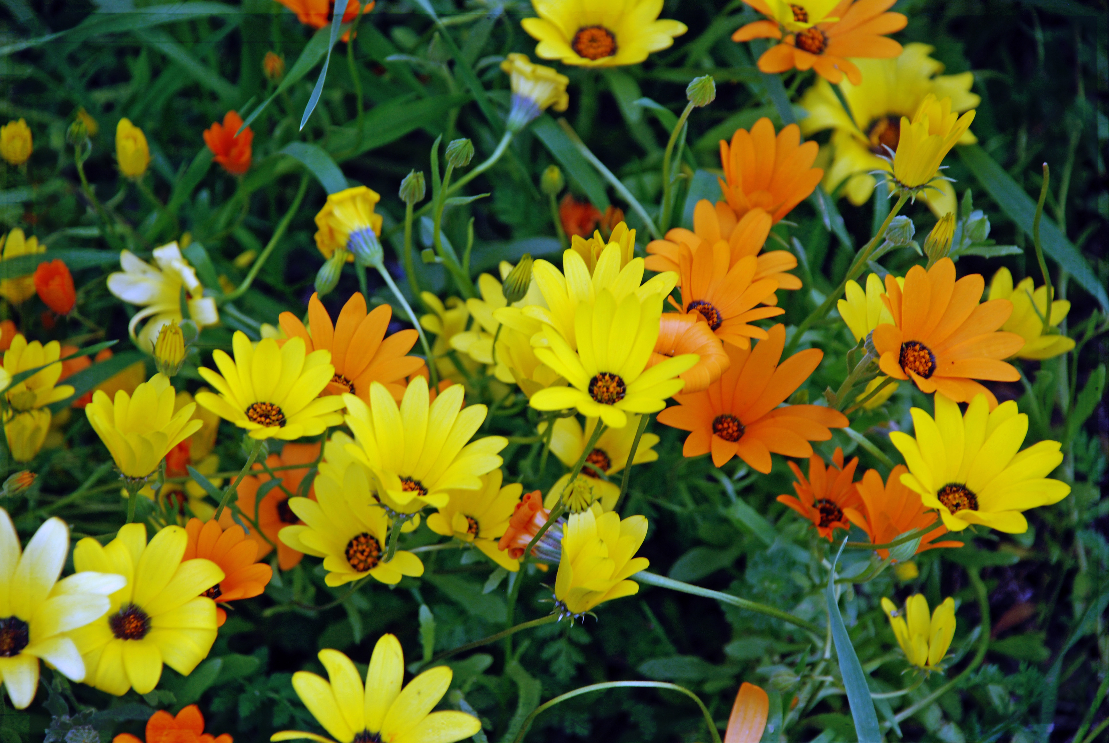 Arizona Wildflowers – Glenrosa Journeys