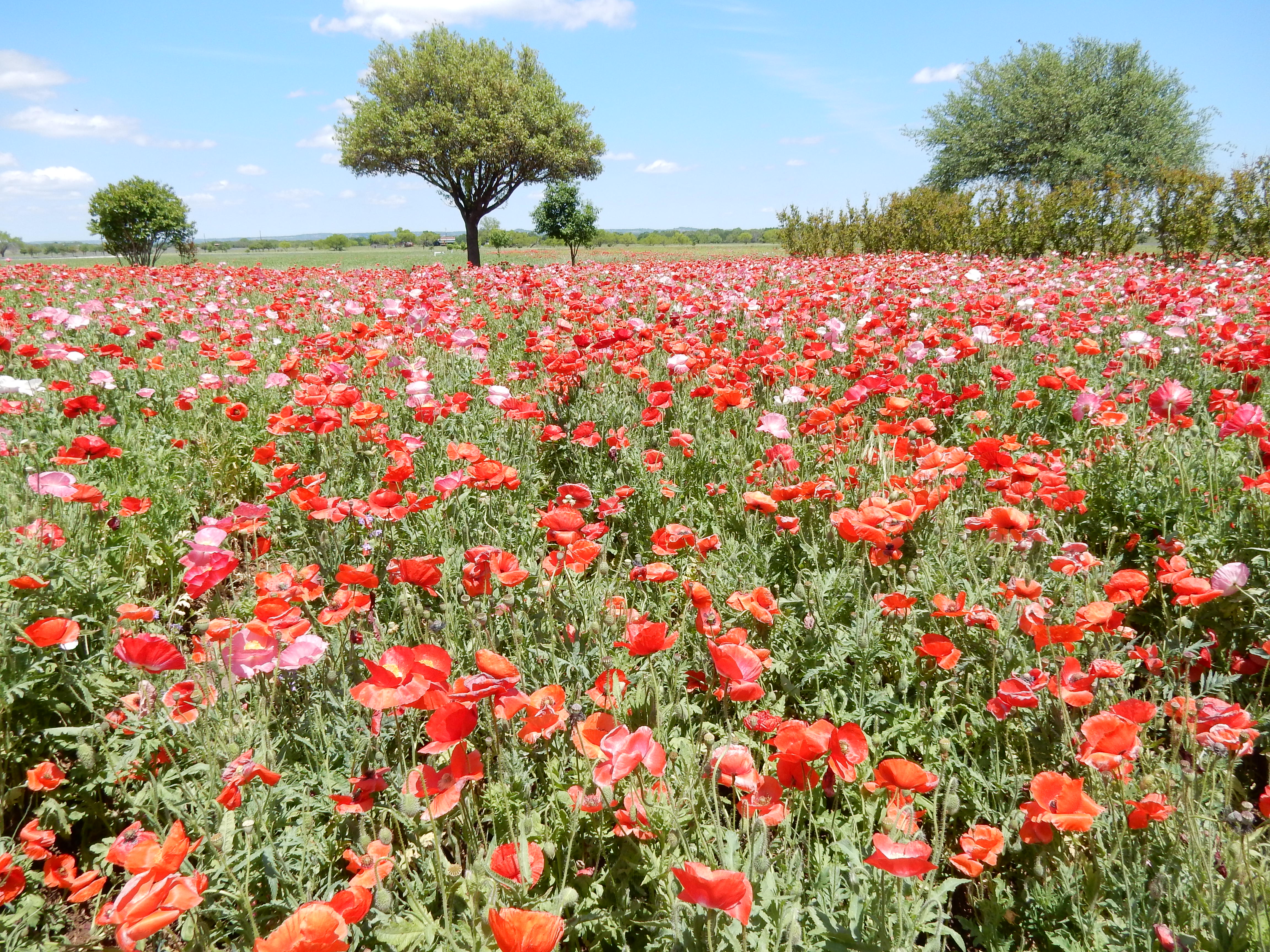 Texas Wildflowers in Bloom - The Cottage Journal