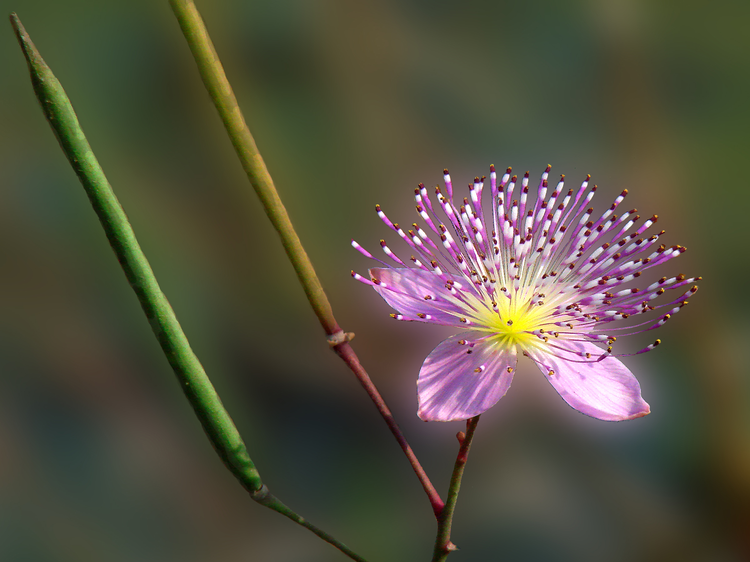 File:Wild-flower.jpg - Wikimedia Commons