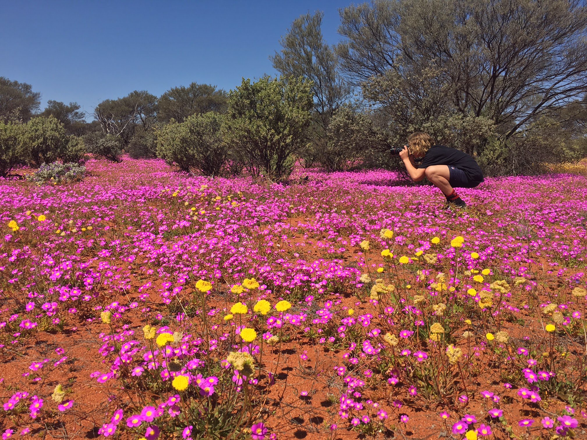 Wildflowers Western Australia 2016 - YouTube
