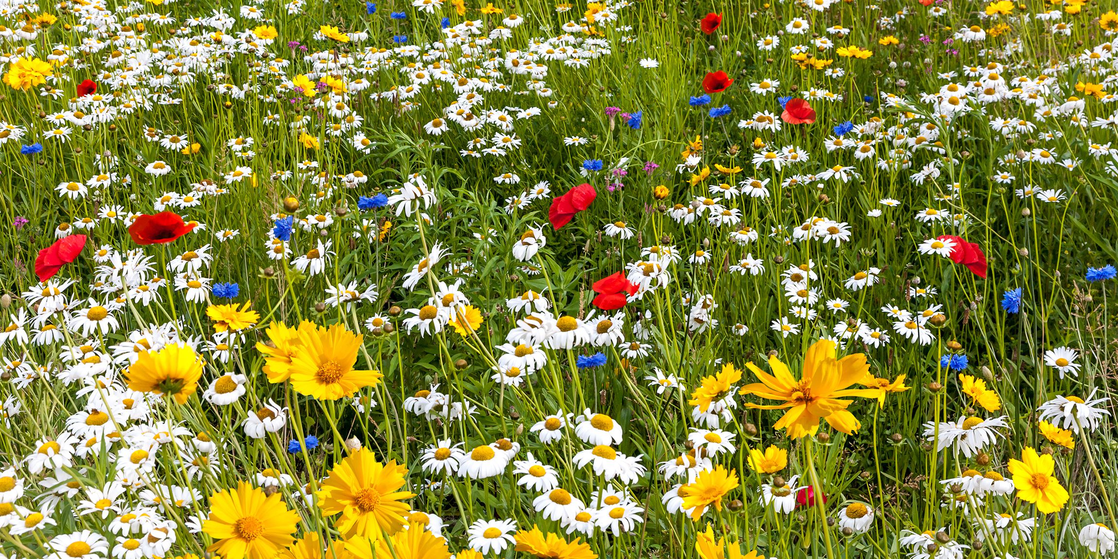 How Wildflowers Can Reduce Pesticide Use - Wildflowers Pest Control