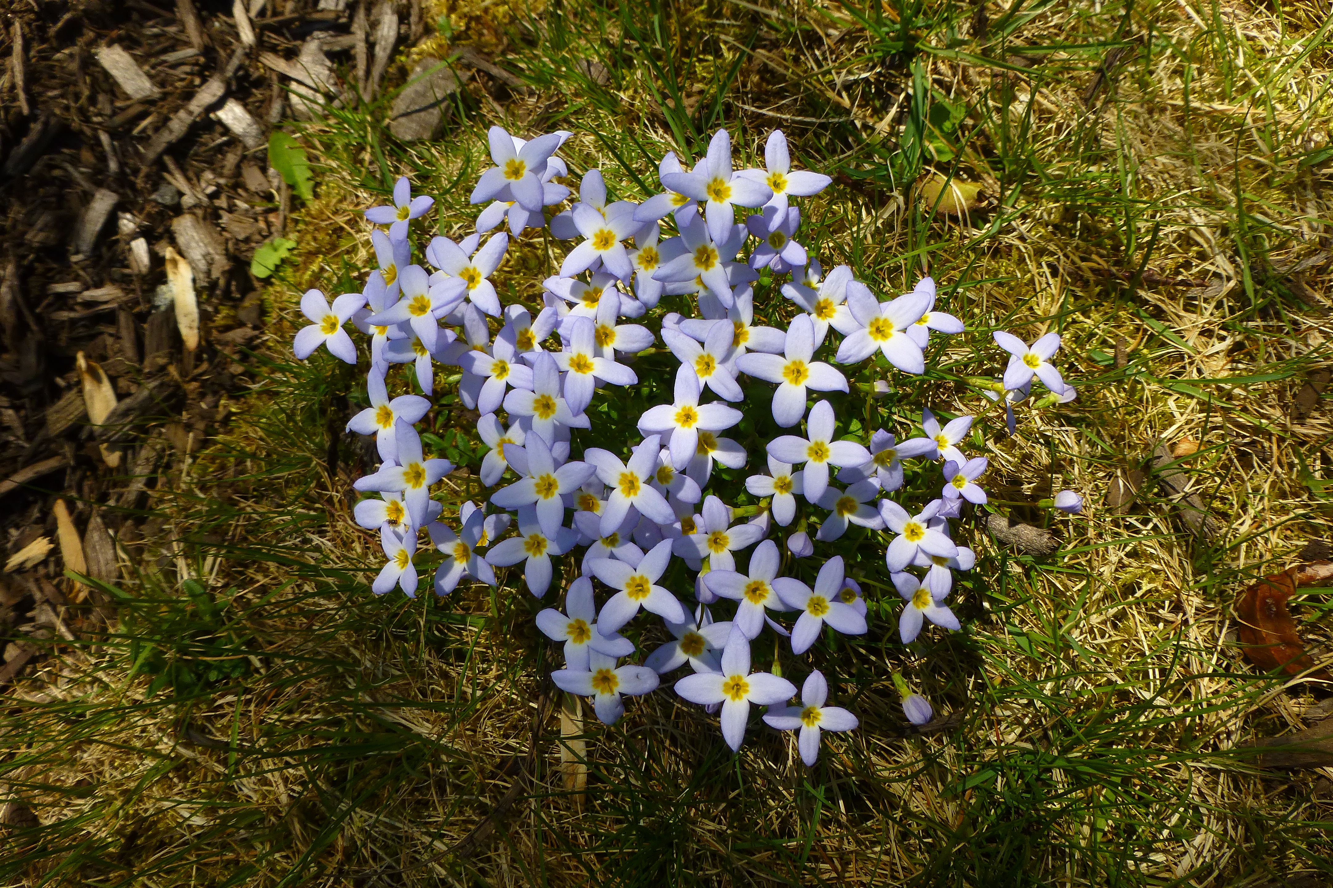 wildflowers | Uconnladybug's Blog