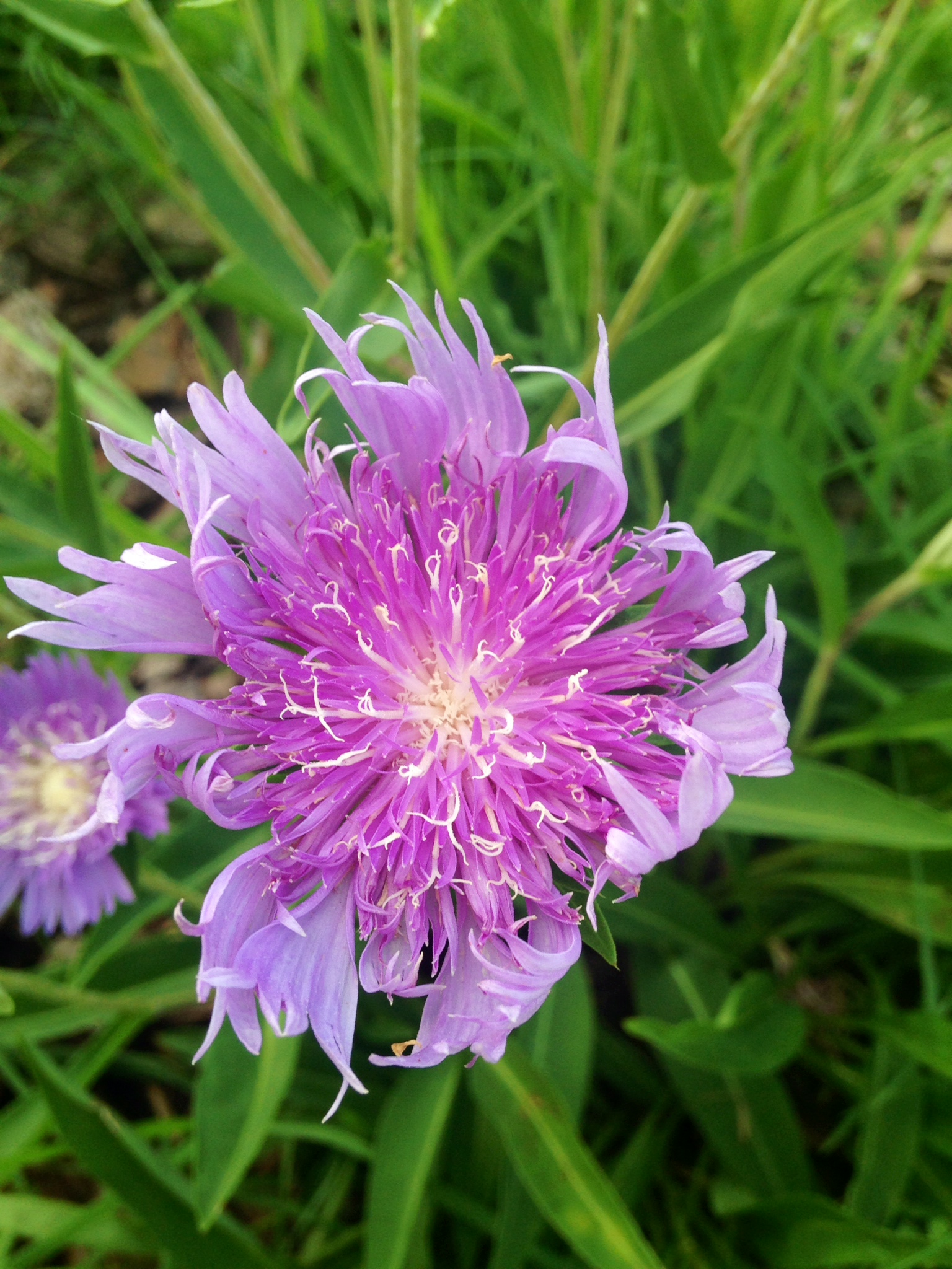 Florida Wildflowers – Historically Resilient » Gardening in the ...
