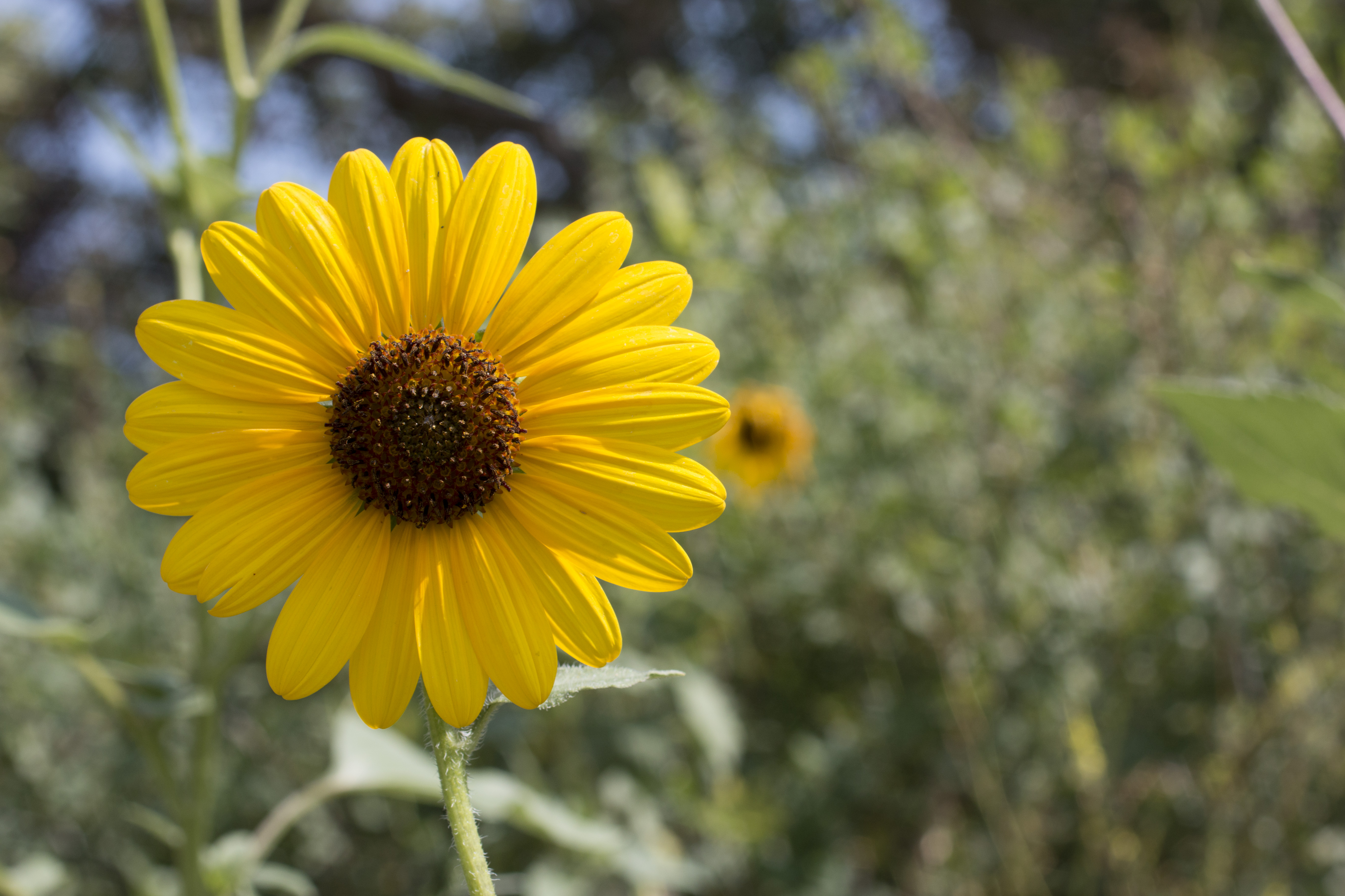 5 Common Utah Wildflowers | Natural History Museum of Utah