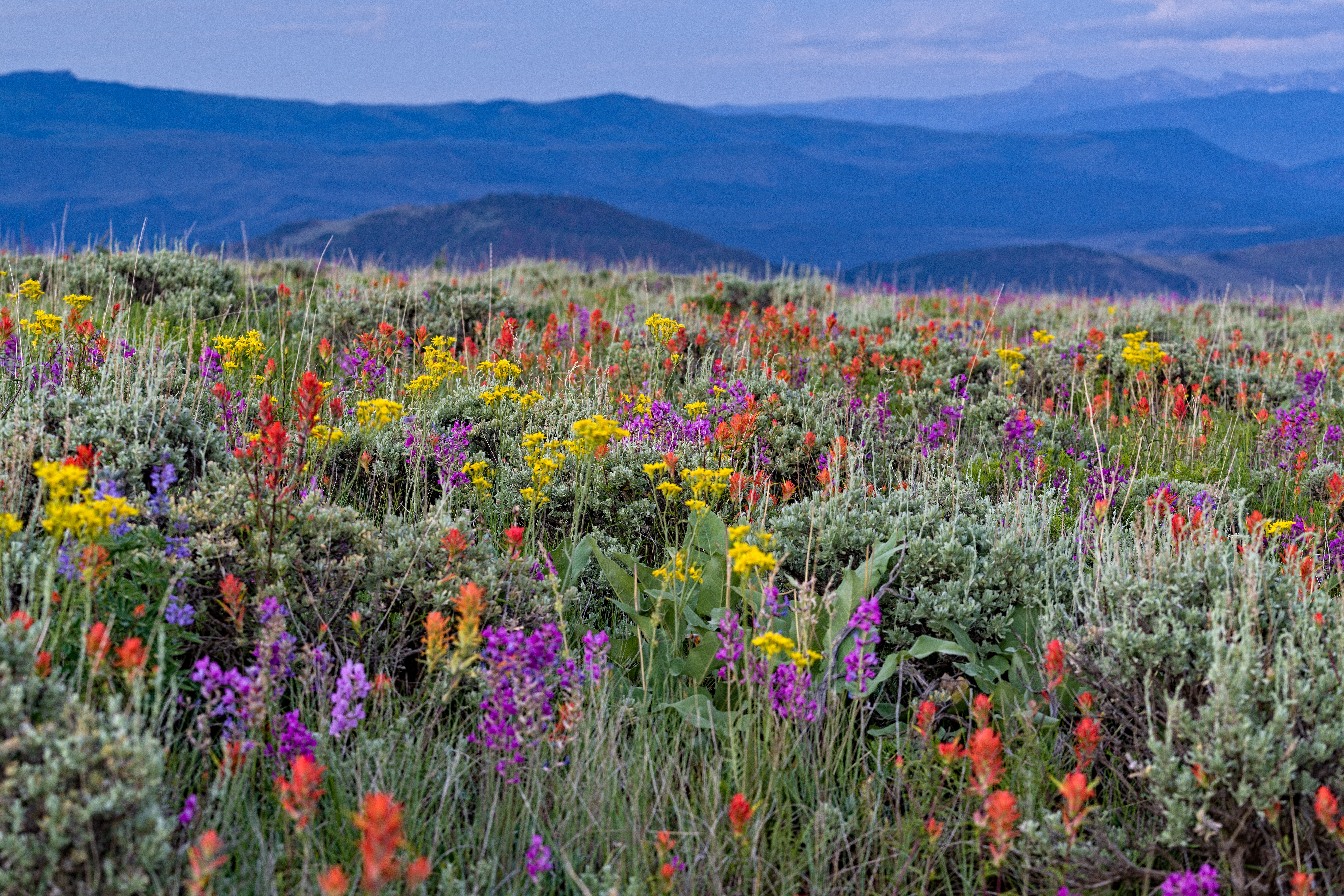 5 Best Places to Spot Wildflowers in Colorado | OutThere Colorado